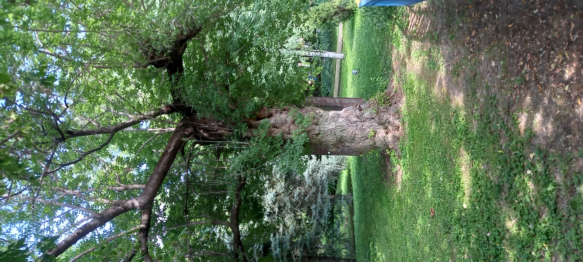 The image depicts a serene park setting, dominated by a large, ancient tree with a thick, gnarled trunk and lush green foliage. The tree's branches spread widely, creating a canopy that casts dappled shadows on the grassy ground. To the right of the main tree, a pathway or mown area is visible, with patches of exposed earth and fallen leaves. Beyond this, more trees and greenery extend into the background, suggesting a well-maintained park or garden. The overall scene evokes a sense of tranquility and natural beauty. The time of day appears to be daytime, with ample sunlight filtering through the leaves, creating the effect of sunlight and shadow. The weather is likely pleasant, conducive to outdoor activities. The presence of lush green grass and leaves suggests a time of year where vegetation is in full bloom, likely spring or summer. There is no visible text in the image. The location context provided is Silistra, Bulgaria, which is consistent with the natural scenery depicted.