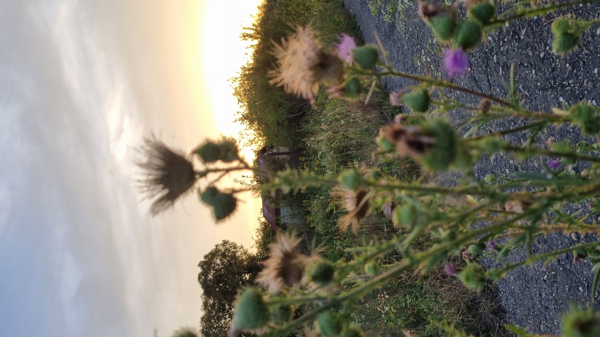 A low-angle, close-up, portrait-oriented photograph captures a thistle plant in the foreground, with its spiky seed heads and buds blurred. Behind the thistle, a small, rustic building with a red tin roof stands amidst overgrown vegetation, including tall grasses and scattered wildflowers, some of which are purple. A gravel path runs to the right of the frame, leading into the distance. In the background, the sky displays a soft gradient of pale blue and yellow hues, indicating either sunrise or sunset. The scene appears to be located in an undeveloped or rural area within the city of Berehove, Ukraine, likely a fringe area or outskirts.