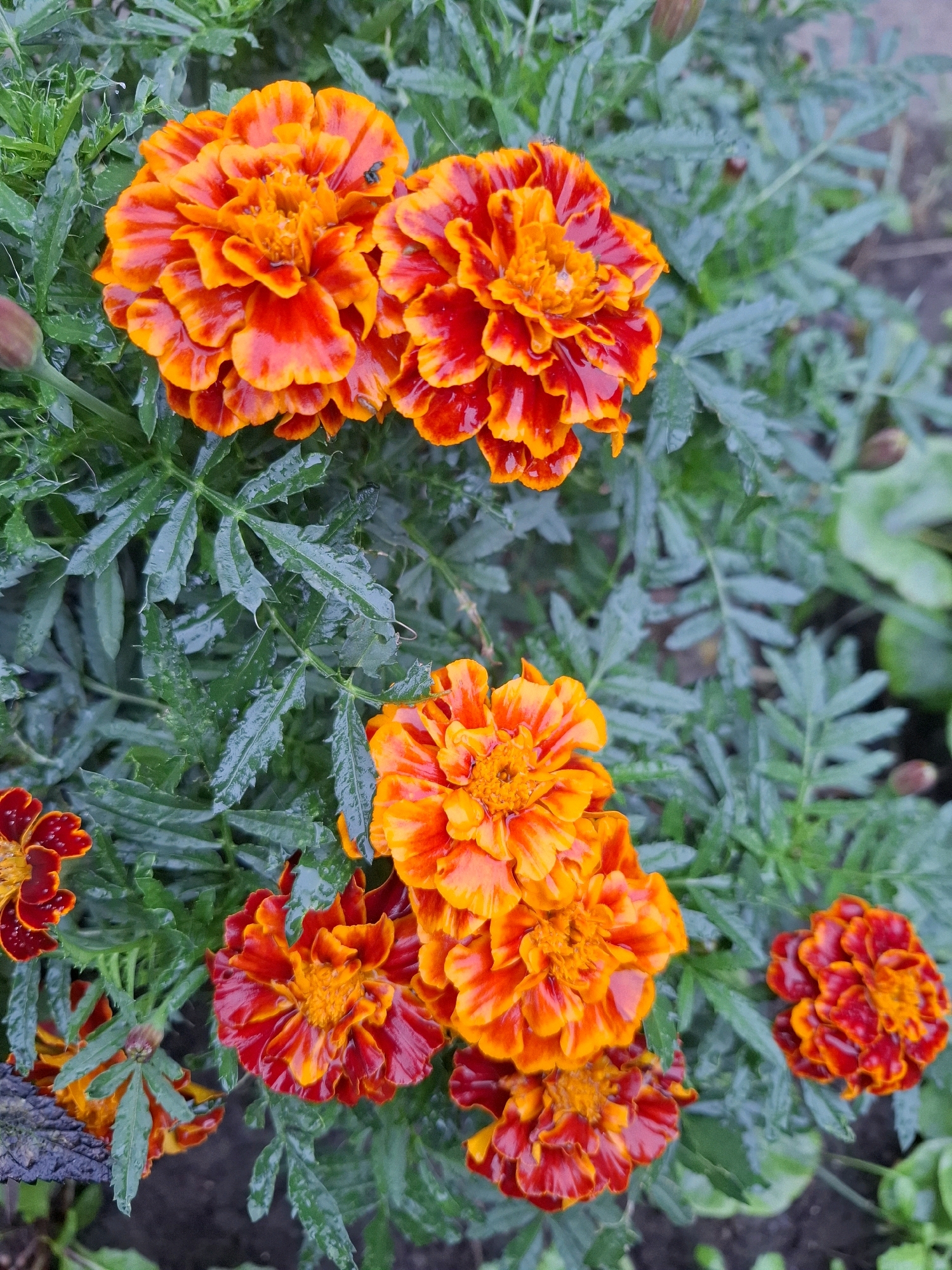 A close-up, eye-level shot captures a cluster of vibrant marigolds in full bloom, their petals a striking gradient of deep red at the edges transitioning to bright orange at the centers. The flowers are wet, suggesting recent rain or dew, with water droplets glistening on the ruffled petals and the feathery, dark green foliage. Several flower buds are also visible, hinting at future blooms. The background is a soft blur of more greenery and dark soil, creating a shallow depth of field that emphasizes the marigolds. The image appears to be taken outdoors, likely in a garden setting within the city of Tyumen, Russia, given the natural lighting and the commonality of such flowers in Russian gardens. No people or animals are present in the frame. The overall impression is one of natural beauty and freshness.
