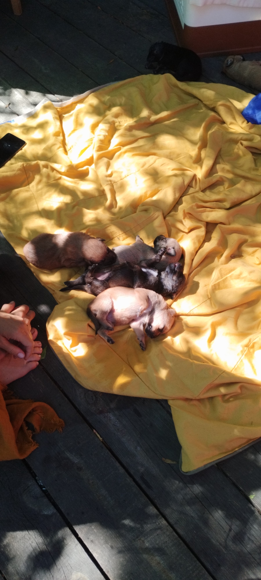 A group of newborn puppies are sleeping on a yellow blanket spread on a wooden deck. Some of the puppies are a light brown color, while others are dark brown or black. There are at least five puppies visible in the image, clustered together. A pair of human feet are visible on the left side of the image, near the edge of the blanket. Sunlight is casting shadows across the puppies and the blanket, indicating it is daytime. The environment appears to be outdoors.