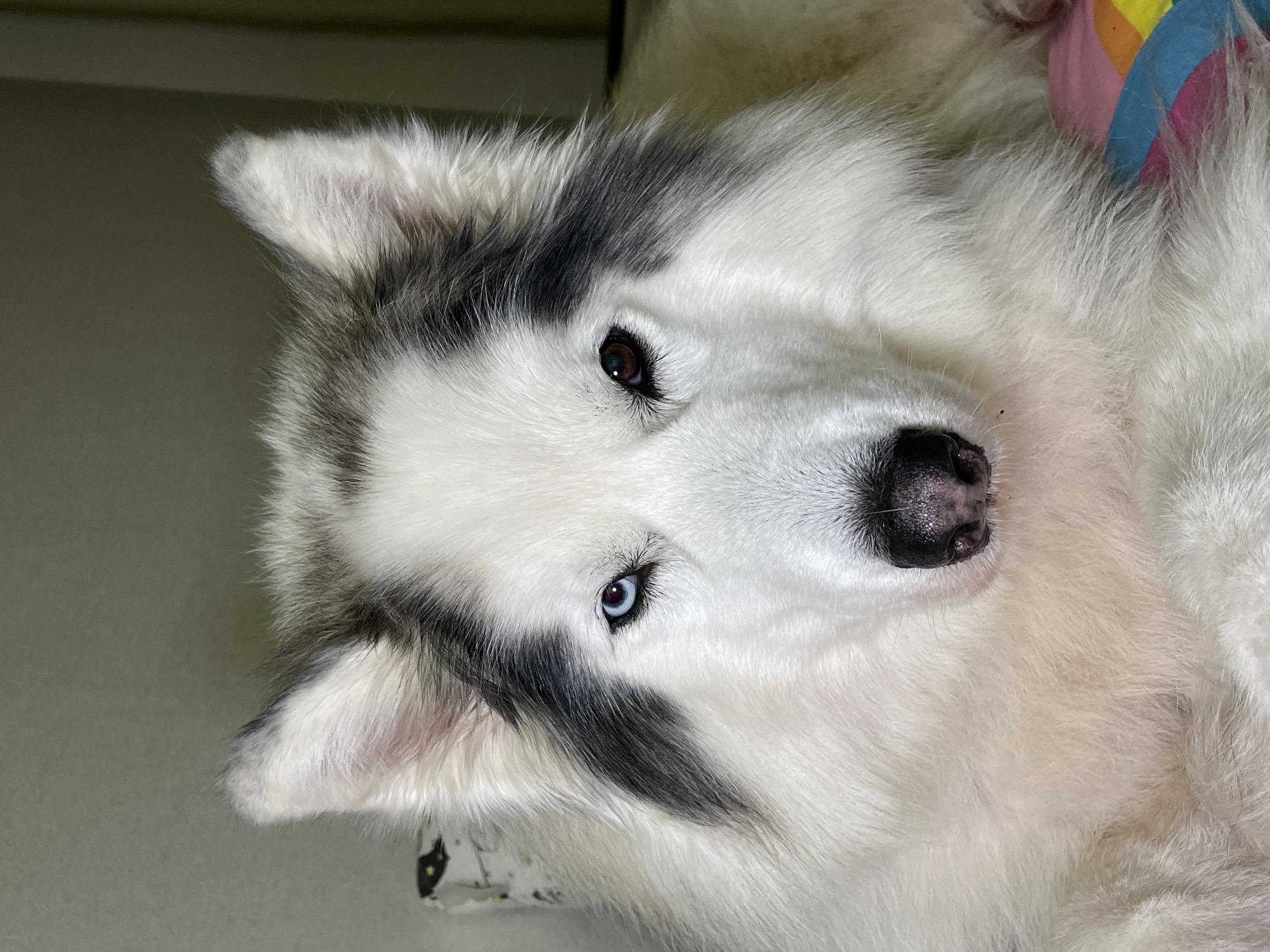 A white husky dog with heterochromia, possessing one blue and one brown eye, is lying down. The dog has black and white markings on its ears and head. Its black nose is prominently visible. The surrounding environment appears to be an indoor space. There is no evidence to suggest the photo was taken in Izhevsk, Russia.