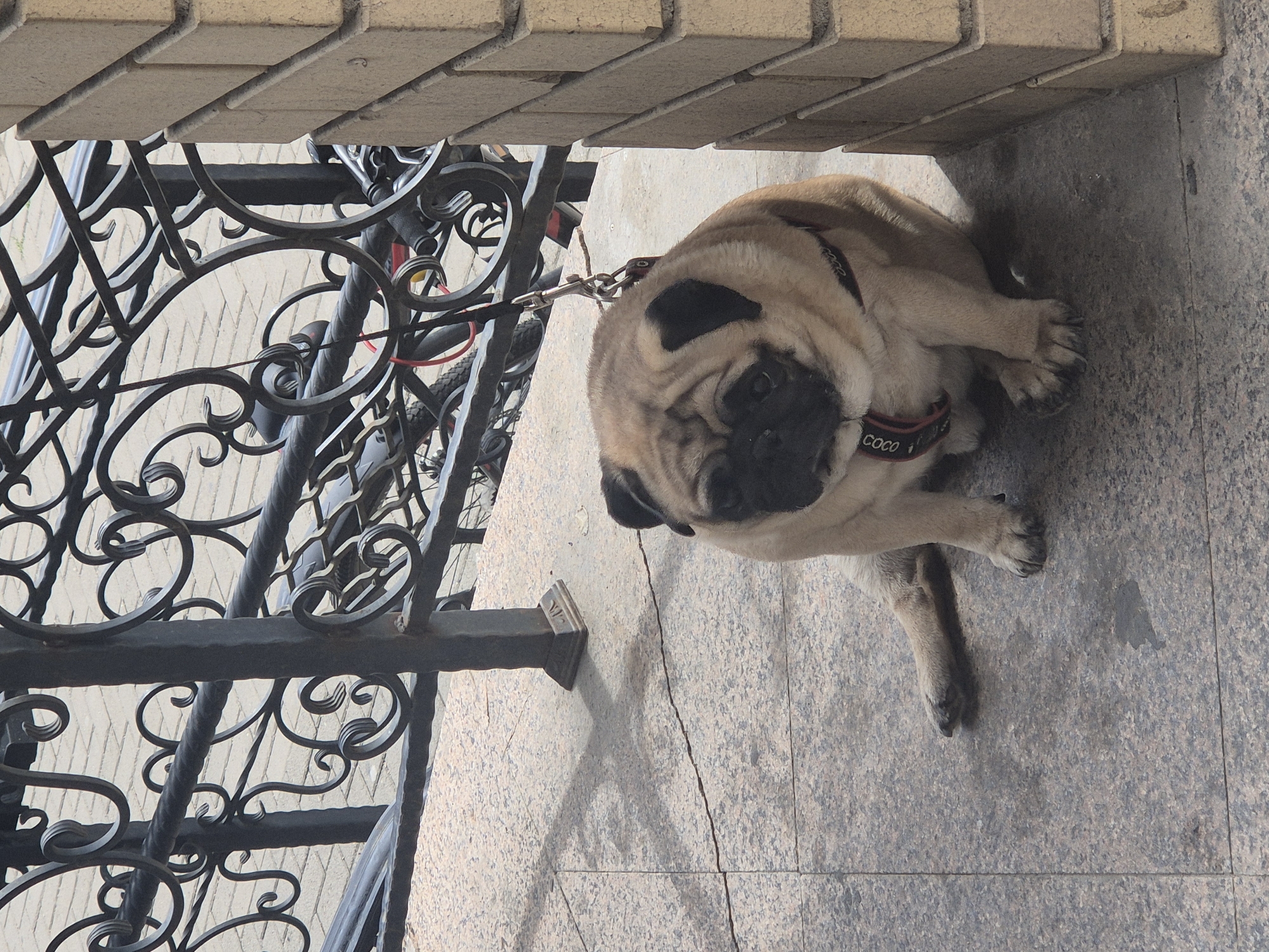 A pug is sitting on a paved surface next to a brick wall, with a decorative metal fence in the background. The pug is light brown with darker markings around its eyes and ears. It is wearing a harness with the word "COCO" written on it. A leash is attached to the harness and extends upwards, out of frame. The paved surface appears to be made of large, speckled tiles. Shadows are cast on the pavement from the fence and the dog. The scene is likely outdoors, possibly on a sidewalk or patio in the city of Kokshetau, Kazakhstan.