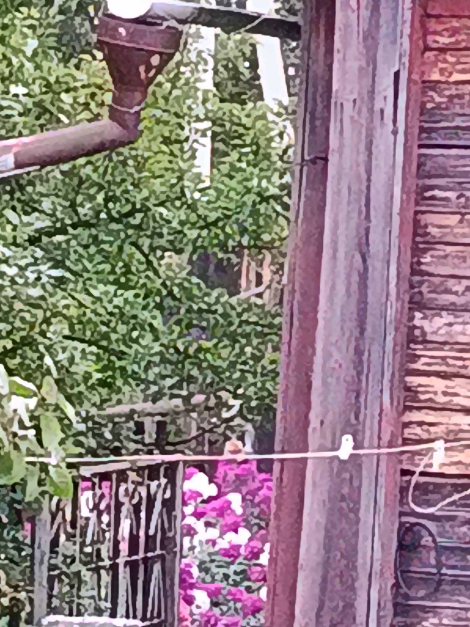The image depicts an outdoor scene in Verеya, Russia, featuring a rustic wooden structure with a visible downspout and wooden siding. In the foreground, a weathered wooden pole stands vertically, adjacent to the siding. A white clothespin is attached to a wire strung between the pole and an unseen point, suggesting a clothesline. Behind the pole and to the left, dense green foliage forms a backdrop, with a hint of purple flowers visible in the lower left portion of the frame, peeking through a dark, possibly metal, fence. The overall impression is one of a rural or older urban setting, likely a backyard or garden area.