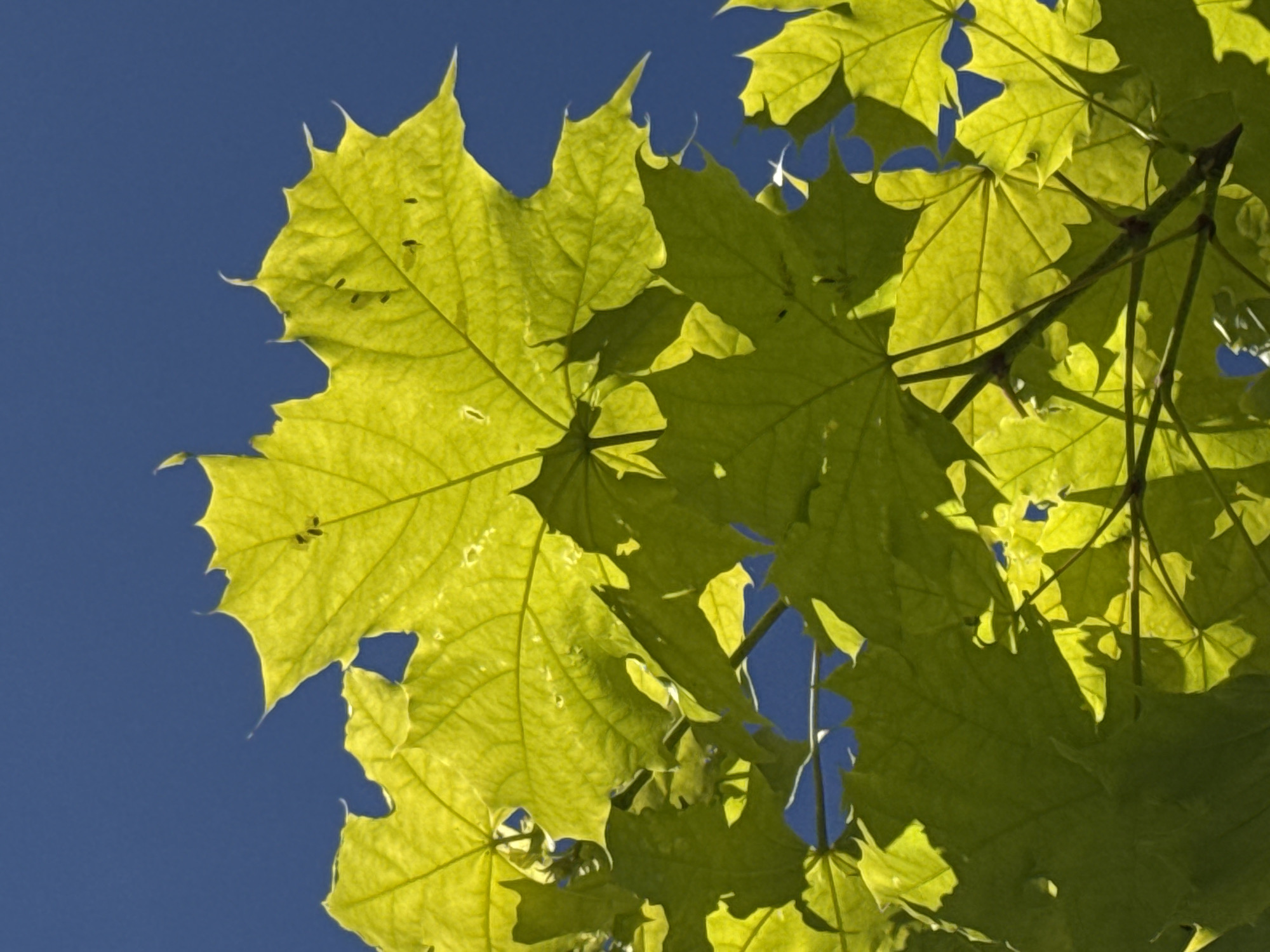 The image presents a vibrant, low-angle perspective of sunlit maple leaves against a clear, deep blue sky. The primary subjects are numerous broad, five-lobed leaves, characteristic of maple trees, which fill most of the frame. Their color ranges from bright lime green to a yellowish-green, intensified by the sunlight filtering through them, making their delicate vein structure highly visible and translucent.
Several leaves exhibit small, dark, irregular spots or holes, suggesting minor insect damage or debris. Darker green leaves and shadowed branches are interspersed among the brightly lit foliage, adding depth and contrast to the scene. The clear, cloudless blue sky serves as a striking backdrop, emphasizing the natural greens and the intricate patterns of the leaves.
The bright illumination strongly suggests a daytime setting, likely during late morning or early afternoon, under sunny weather conditions. No people, discernible activities, or visible text are present in the image. The scene captures the fresh, lively essence of nature, potentially in a park or natural setting. The context provided indicates this image was taken in Saint Petersburg, Russia.