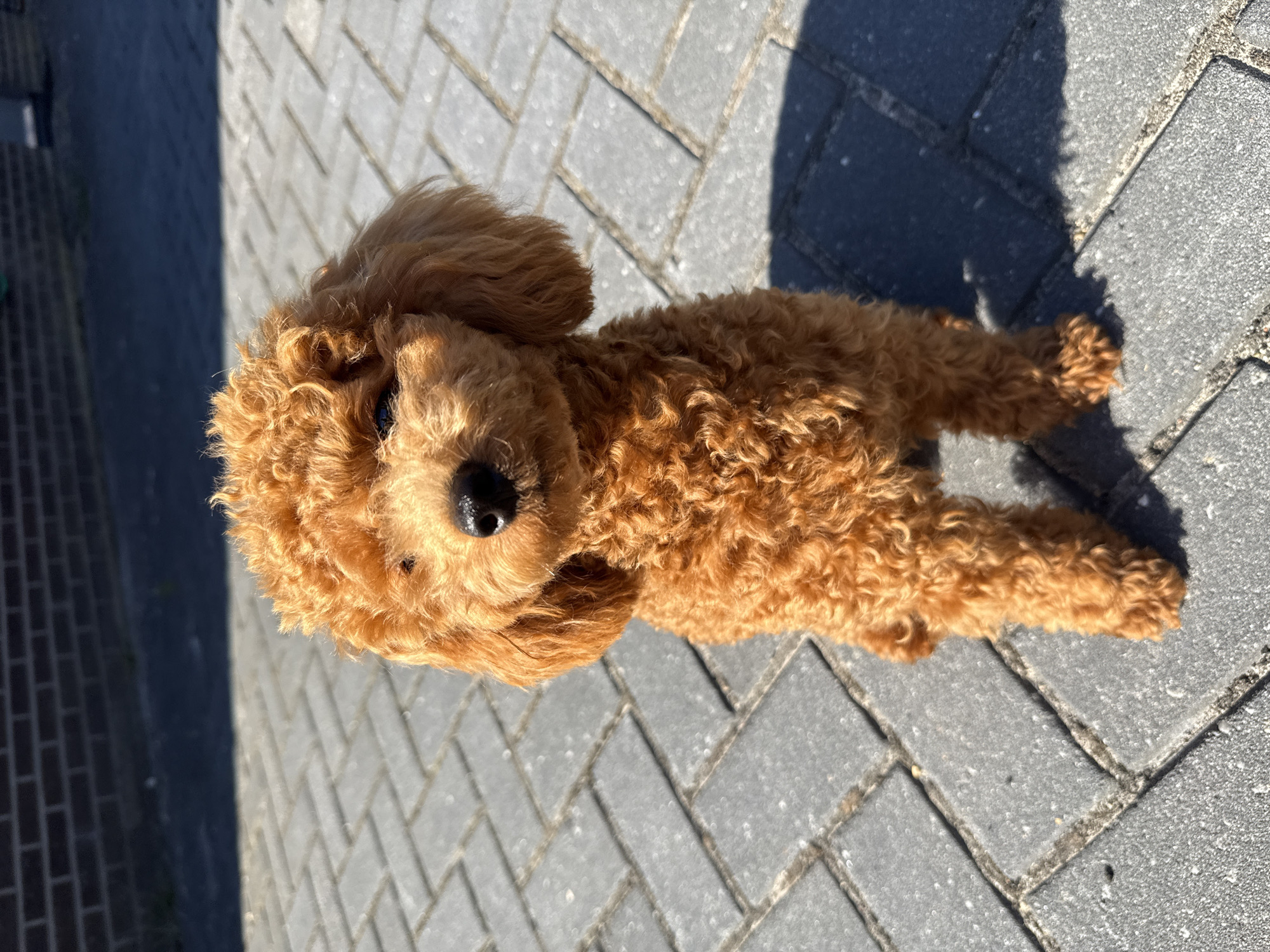 An adorable, toy poodle with fluffy, reddish-brown fur sits on a paved walkway bathed in sunlight. The dog is facing forward, looking slightly to its right with its nose pointed upwards. The walkway is constructed of grey pavers arranged in a linear pattern. In the background, a dark brick wall is visible, and a sharp shadow from an unseen object stretches across the pavement. The scene is set outdoors, likely in a residential area of Marum, Netherlands, as indicated by the architecture and paving style typical of the region. No people are present in the image.
