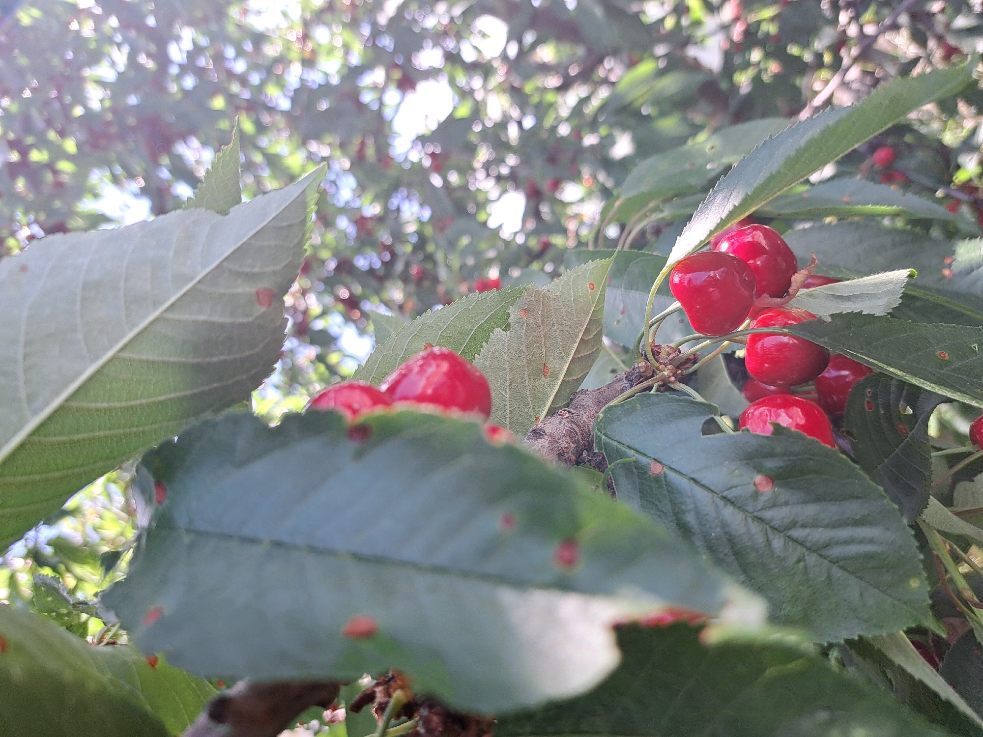 This image depicts a close-up view of ripening cherries on a tree, with several red cherries visible in the foreground among lush green leaves. The cherries are plump and bright red, some clustered together on their stems. The leaves are a vibrant green, with some showing small red spots, possibly indicative of insect activity or a natural characteristic of the plant. The background is blurred, showing more foliage and the dappled sunlight filtering through the branches, creating a bokeh effect. The scene suggests a warm, sunny day in an outdoor setting, likely a cherry orchard or a garden with a cherry tree. The location is identified as Lokorsko, Bulgaria.