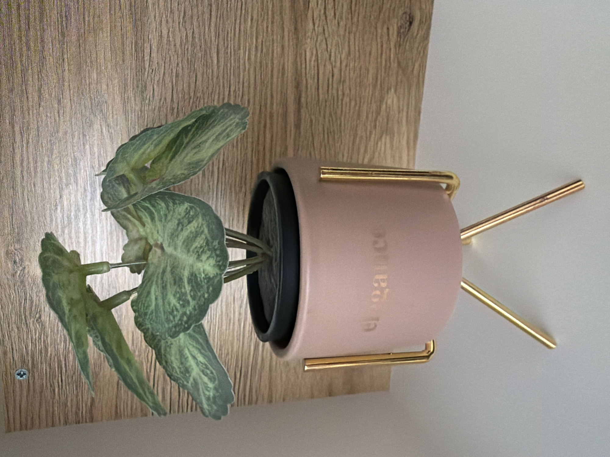 A close-up, eye-level shot shows a pink ceramic plant pot with gold metal legs, featuring the word "elegance" subtly embossed on its side. Inside the pot is a faux plant with large, green, veined leaves. The pot is resting on a white surface, and behind it is a light brown wooden textured surface with a visible screw in the upper left corner. The scene appears to be indoors, possibly in a room in Pazardzhik, Bulgaria. There are no people or animals present in the image.