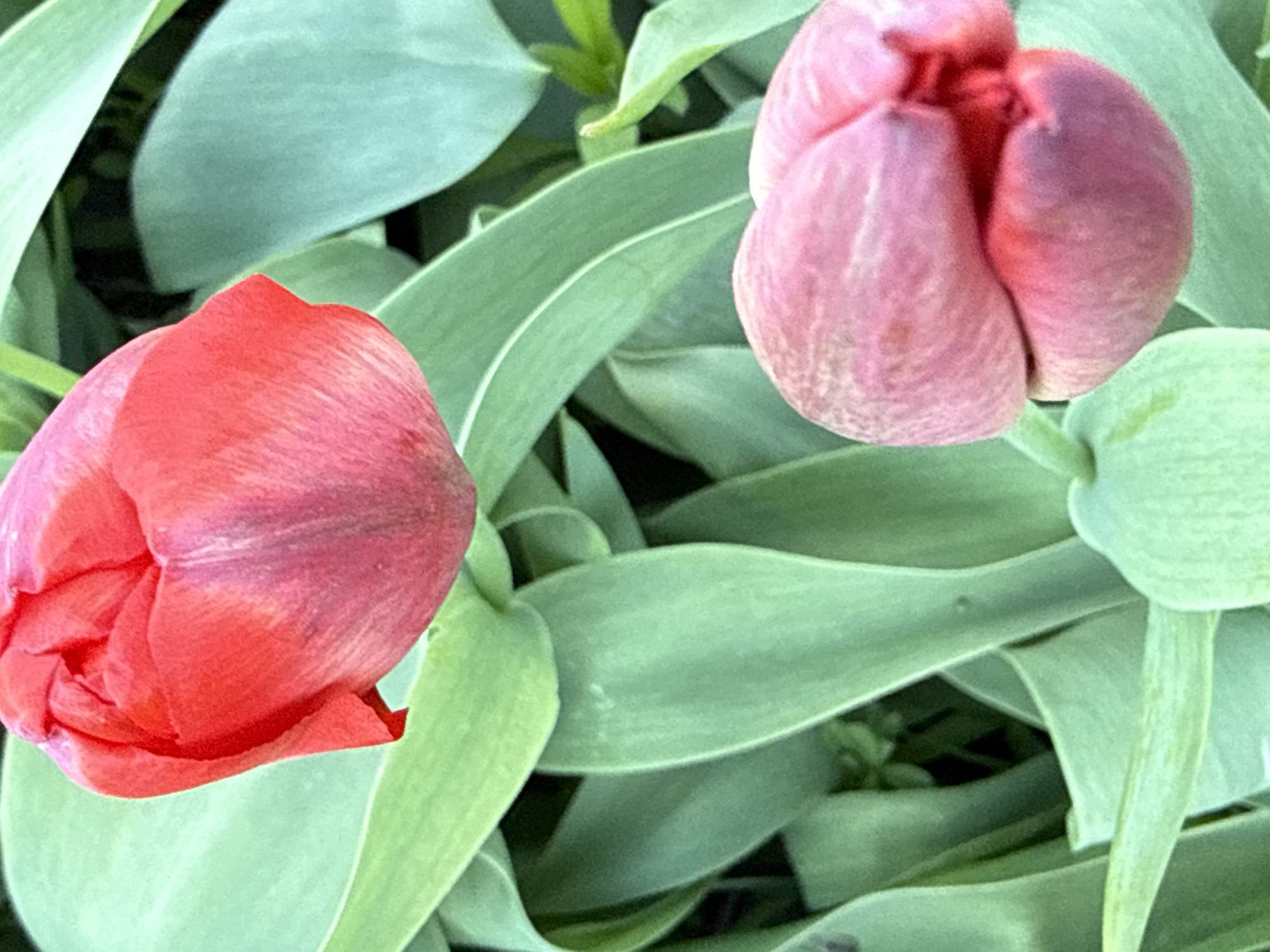 The image shows two closed tulip buds surrounded by green leaves. The bud on the left is primarily red with some purple shading, while the bud on the right is mostly pink with some red shading. The leaves are long and slender, and fill the background. The location is not specified in the image and cannot be determined without additional information.