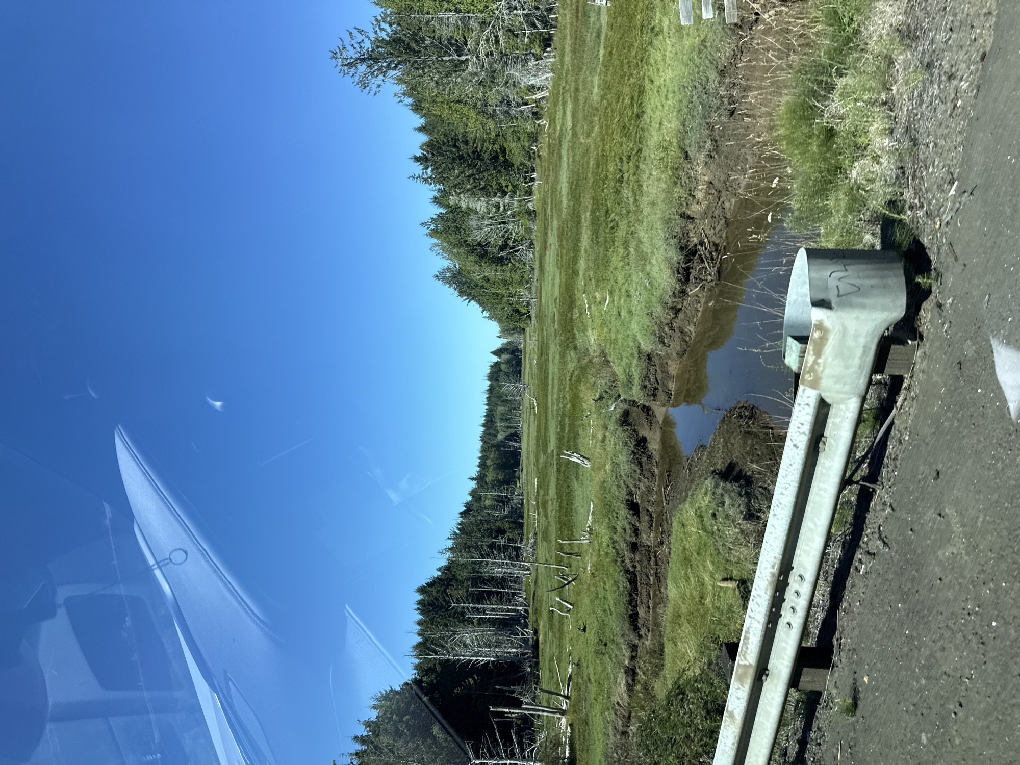 An outdoor, eye-level, full shot captures a vibrant, green landscape under a bright, clear blue sky. The scene is dominated by a wide, grassy marsh with a winding creek flowing through its center. The creek's banks are composed of dark mud, and the water reflects the sky. Scattered throughout the marsh are numerous dead, white trees, their stark forms contrasting with the lush green of the living vegetation. A dense line of dark green pine trees forms a backdrop along the horizon. In the foreground, a grey metal guardrail runs horizontally across the lower portion of the frame, attached to dark posts. The guardrail appears to be on the edge of a paved or dirt road. The reflection of the car's interior and the sky are visible on the windshield in the upper left corner of the image.