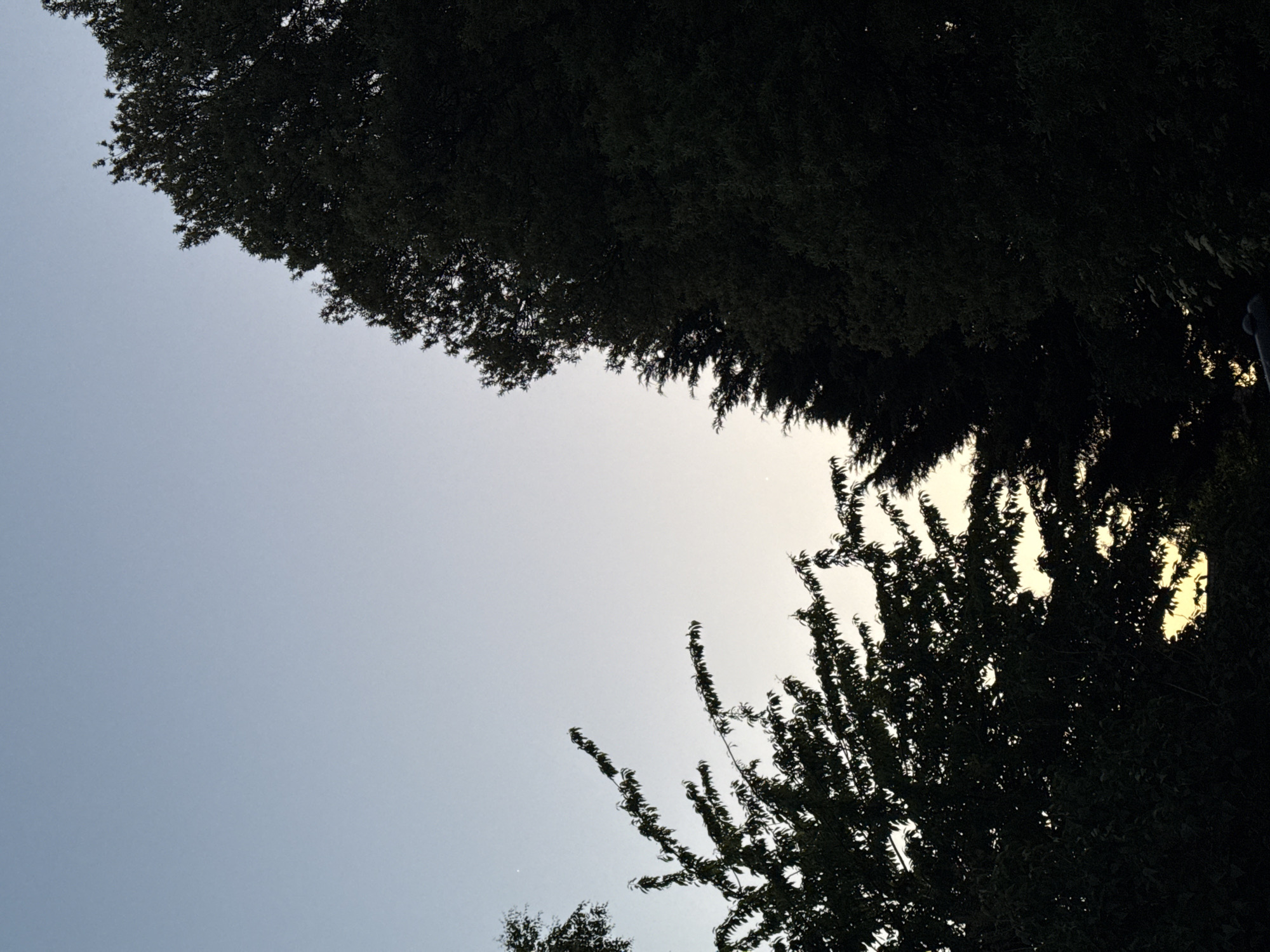A low-angle shot looking up through trees towards a pale sky, likely at dusk. The silhouette of dense tree foliage dominates the upper right and left sides of the frame. Sunlight filters through the leaves on the right, creating small patches of brightness. The location cannot be definitively determined as Ipswich, UK, solely from this image.