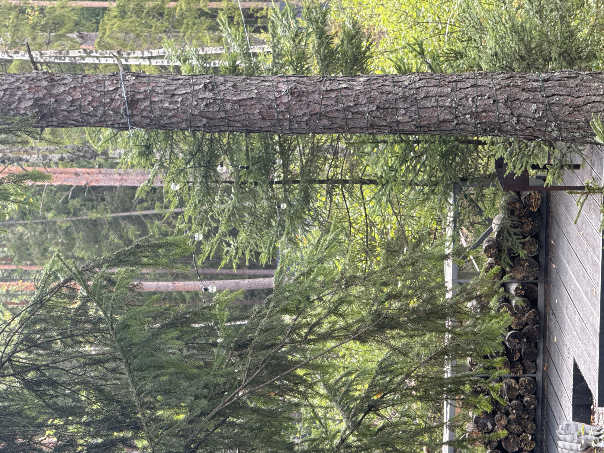 The image depicts a dense forest scene with mature trees and undergrowth. In the foreground, a large pine tree stands prominently, its bark textured and weathered. String lights are wrapped around this tree, with several bulbs visible. To the left, a thick spruce branch hangs down, its needles dark green. Behind the pine tree and spruce branches, smaller coniferous trees are scattered throughout the forest. A stacked pile of firewood is visible on a raised platform to the left, beneath the spruce branch. The overall environment is a natural, wooded area, likely a forest or a heavily treed backyard. The lighting suggests it is daytime, possibly overcast, with diffused natural light. No people or animals are present in the scene. The geographical context of Arfa, Russia, suggests a setting consistent with the image's depiction of a temperate forest.