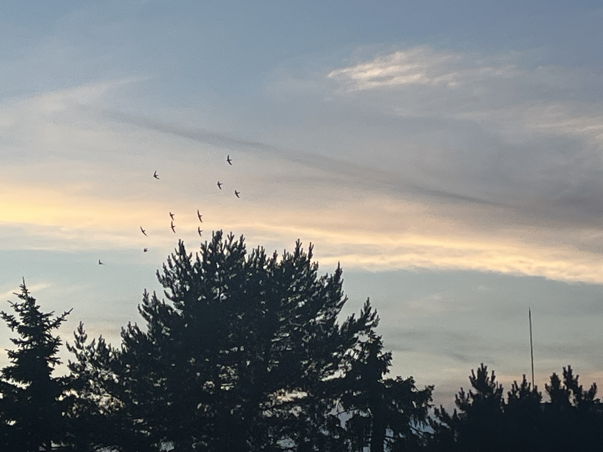 The image depicts a silhouette of evergreen trees against a twilight sky. Several small birds are visible in flight, scattered across the upper portion of the frame. The sky displays a gradient of colors, transitioning from pale yellow at the horizon to light blue overhead, with faint clouds present. The trees are dark and appear to be tall, with pointed tops. The setting suggests an outdoor environment, possibly a park or forest area on the outskirts of a city. The image is composed from a lower vantage point, looking upwards.