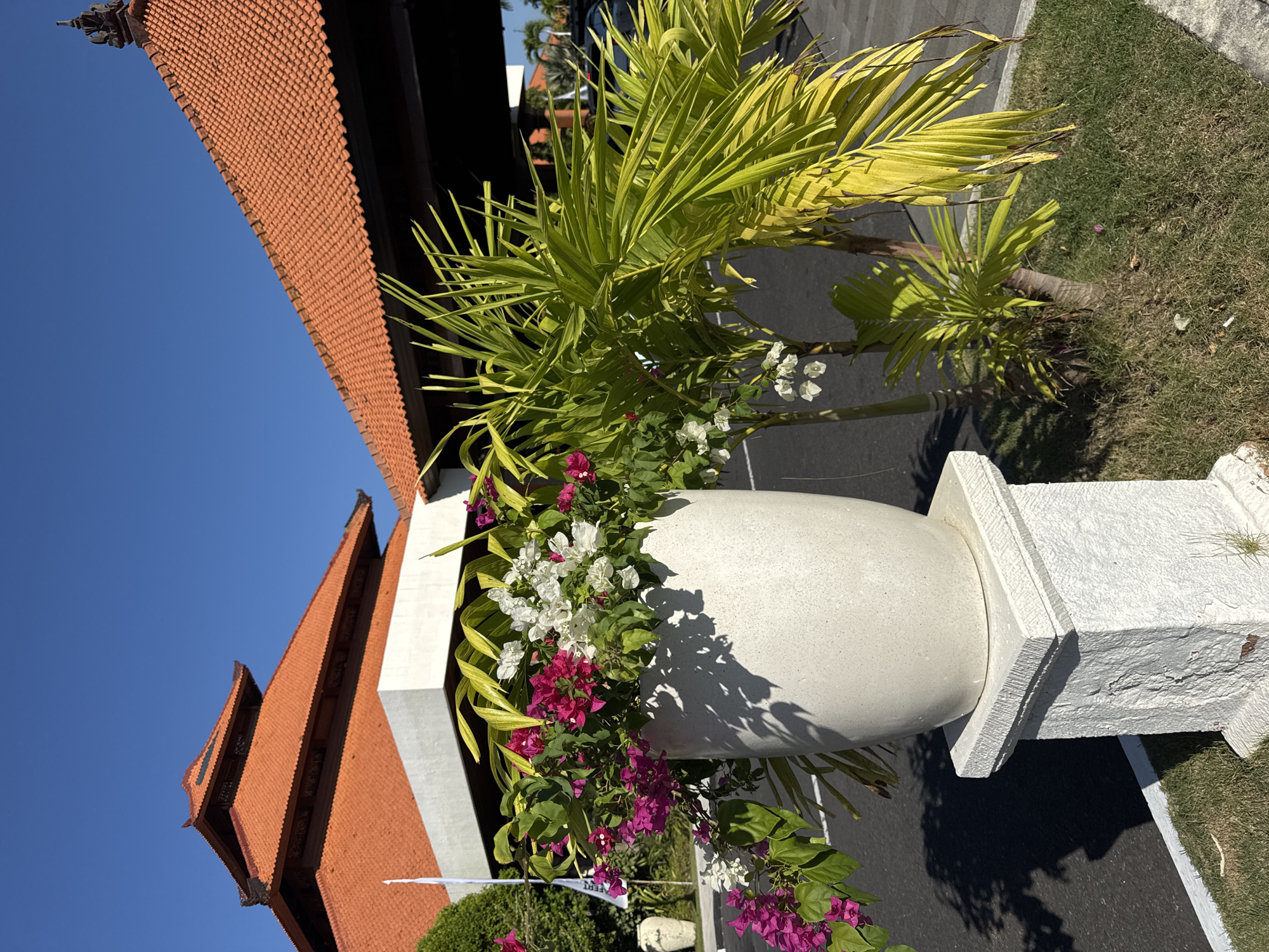 The image depicts an outdoor scene under a clear blue sky, set in Kuta Selatan, Indonesia. In the foreground, a large, textured white ceramic planter, resting on a white stone pedestal, contains vibrant bougainvillea plants with fuchsia and white blossoms, interspersed with green leaves. To the right of the planter, a cluster of small palm trees with bright green and yellow-tinged fronds grows from a patch of unkempt green grass, which borders an asphalt driveway or road. Distinct shadows of the plants and pedestal are cast onto the asphalt and grass, indicating strong sunlight.
In the mid-ground and background, two structures with traditional Balinese architectural influences are visible. The building on the left features a multi-tiered, orange-tiled roof with dark wooden detailing, supported by light-colored walls. A white flag pole stands near this structure. The building on the right also has an orange-tiled roof, simpler in design but adorned with a decorative finial at its apex, extending over a covered area. A dark vehicle is partially visible under this covered section on the far right. A large, light-colored decorative urn is also visible in the far left background. No individuals are present in the scene.