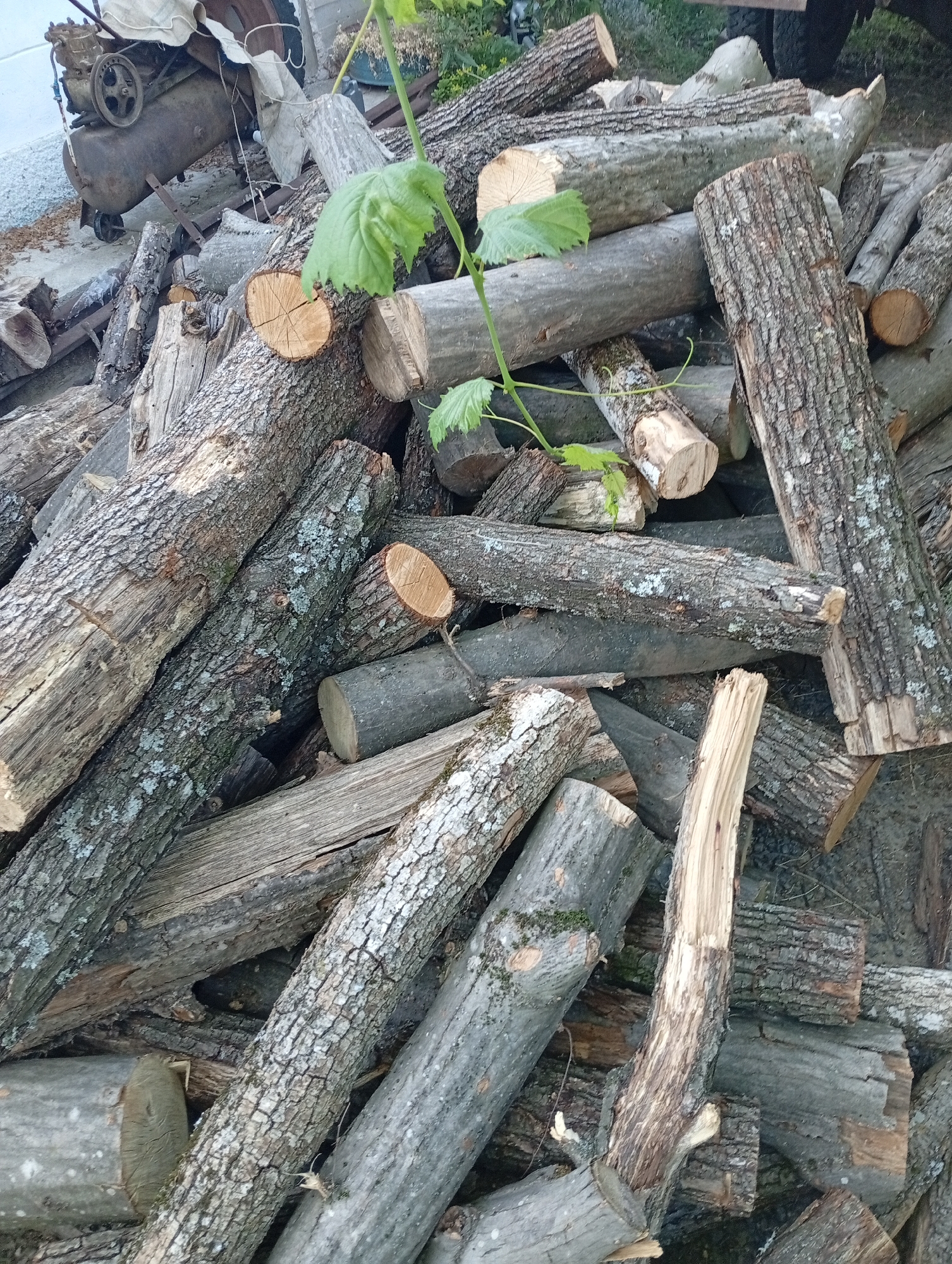 This media file shows a close-up, eye-level view of a large pile of chopped firewood. The logs are of varying sizes and types, with some exhibiting rough, textured bark and others appearing smoother and grayer. Some of the logs are cut transversely, revealing their inner wood grain and growth rings. Interspersed among the logs are some green leaves and vine tendrils, suggesting the wood may have been recently cut or is in a natural setting. In the background, to the left of the frame, a rusty air compressor is visible, partially covered by a light-colored tarp. The scene appears to be outdoors, likely in a yard or rural area, possibly Pănășești, Moldova, given the location context. The lighting suggests it is daytime, with no specific indicators of the weather. The focus is entirely on the stacked wood, creating a rustic and somewhat untidy visual. There is no visible text in the image.
