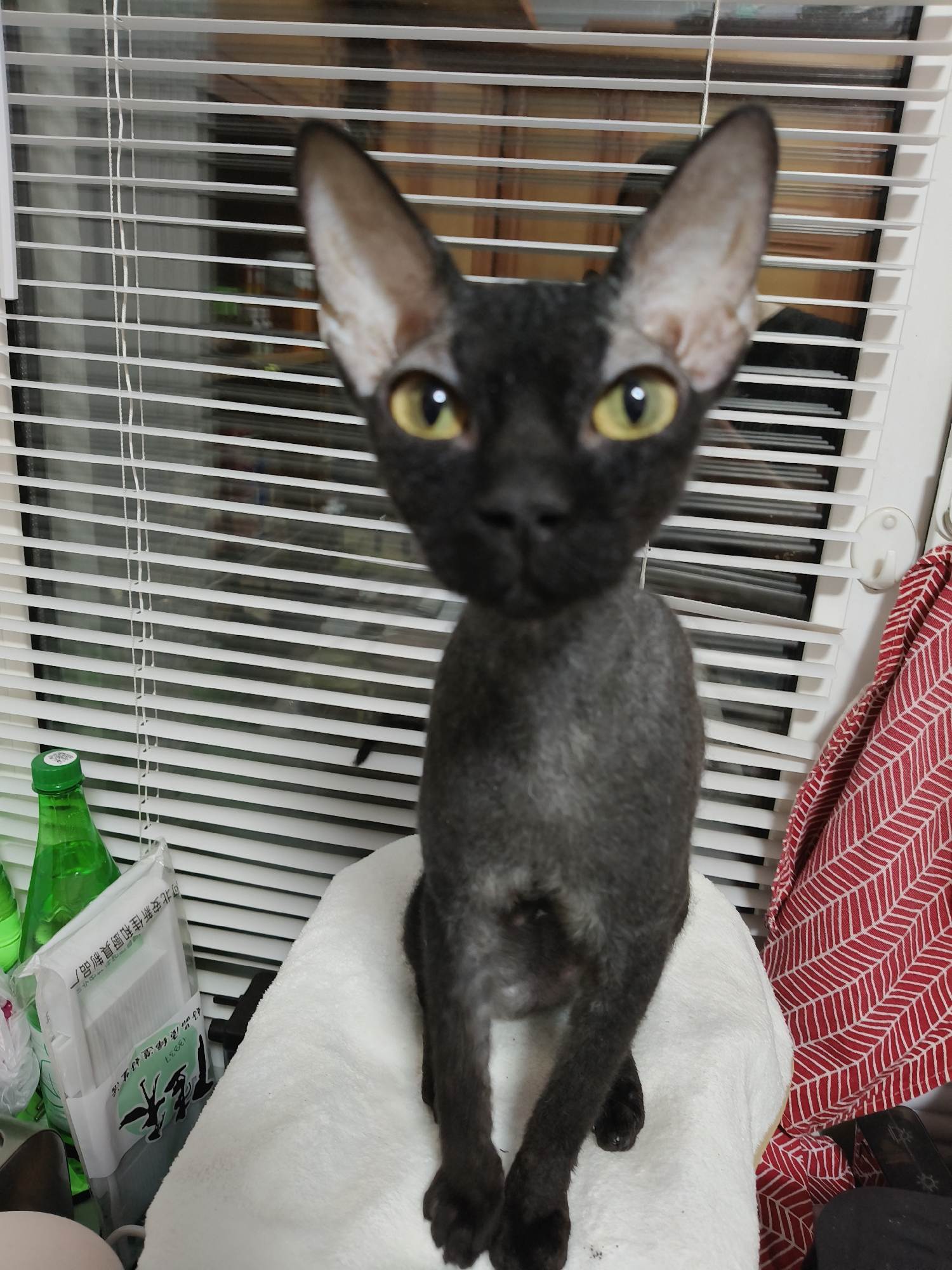 The image centers on a sleek, black or very dark grey short-haired cat, possibly a Cornish Rex or similar breed, sitting upright and looking directly at the camera. The cat has large, pointed ears, prominent whiskers, and striking yellow eyes with vertical pupils. Its fur appears very fine and sparse.
The cat is perched on a white, fluffy towel or soft surface. The background consists of an indoor setting, with a window covered by white horizontal blinds. Through the partially open blinds, a blurred view or reflection is visible. To the left of the cat, a green glass bottle with a white cap stands next to a white plastic package. This package displays Chinese characters, including "北京新发地" (Beijing Xinfadi, a large wholesale market), "精选优质" (carefully selected high quality), "净菜" (cleaned vegetables), and "大虾" (prawns), along with the English word "ESORY". To the right, a red and white patterned fabric, possibly a towel or cloth with a geometric design, is visible, hanging near a white wall hook.
The lighting suggests it is daytime, with light entering from the window. The cat's expression is alert and focused. The scene depicts a domestic environment. The location context for this image is Chaikovsky, Russia.