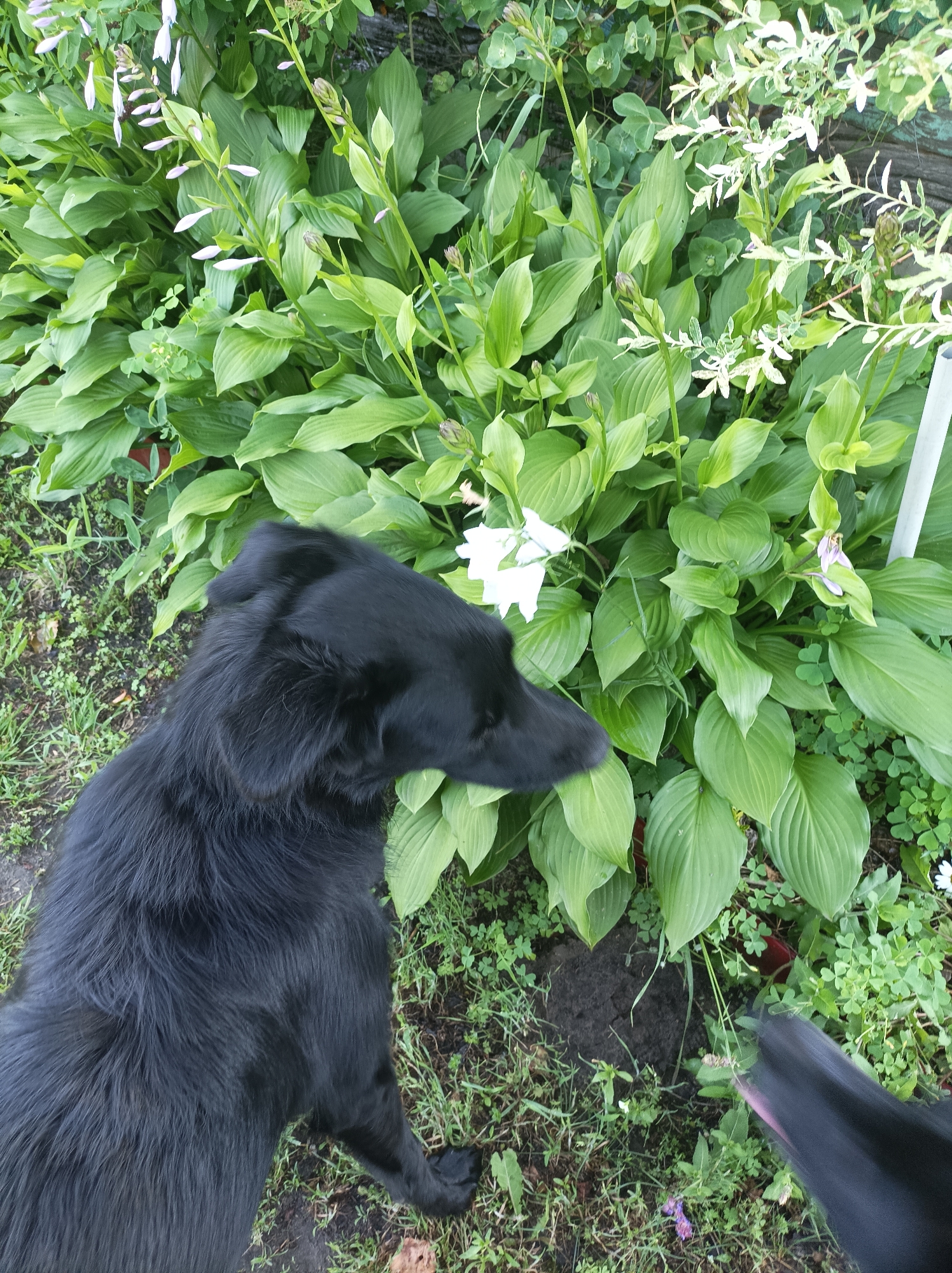 A black dog with long fur is in the foreground, facing right, its head turned slightly towards the viewer. The dog is standing in a garden with lush green foliage, including large hosta leaves and smaller plants. There are white flowers visible among the greenery. The ground is covered in grass and some soil. The scene appears to be outdoors, in a garden setting.