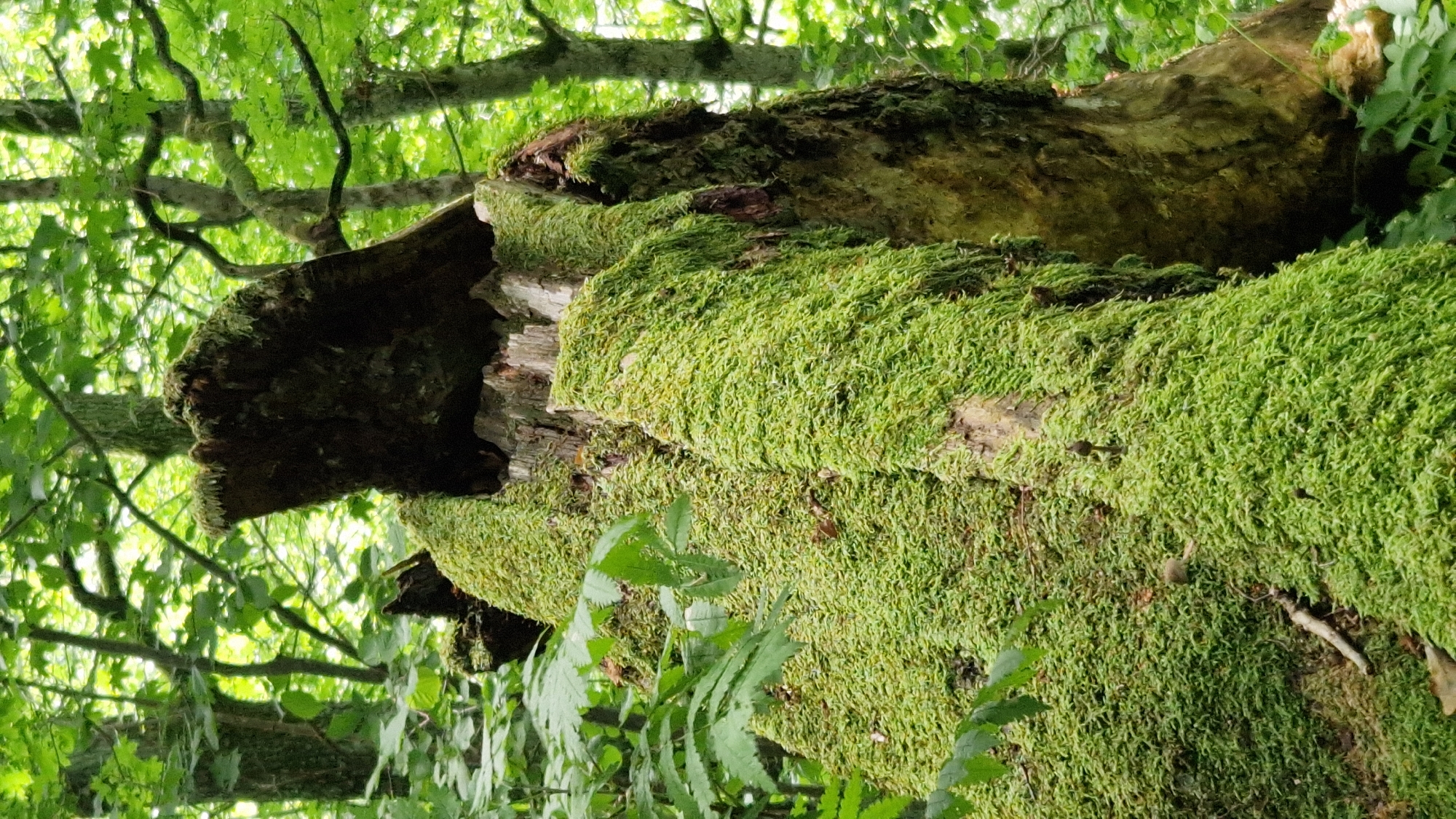 A moss-covered tree stump stands in a forest, likely in Embūte, Latvia. The stump is the primary subject, with thick, vibrant green moss covering most of its surface. The top of the stump appears to be broken, with a dark, rough edge exposed. Several small mushrooms are visible growing on the mossy surface of the stump. The background consists of dense green foliage, including leaves and tree trunks, suggesting a natural forest environment. The lighting is diffused, indicating it is daytime and possibly overcast. There are no people or animals visible in the image.