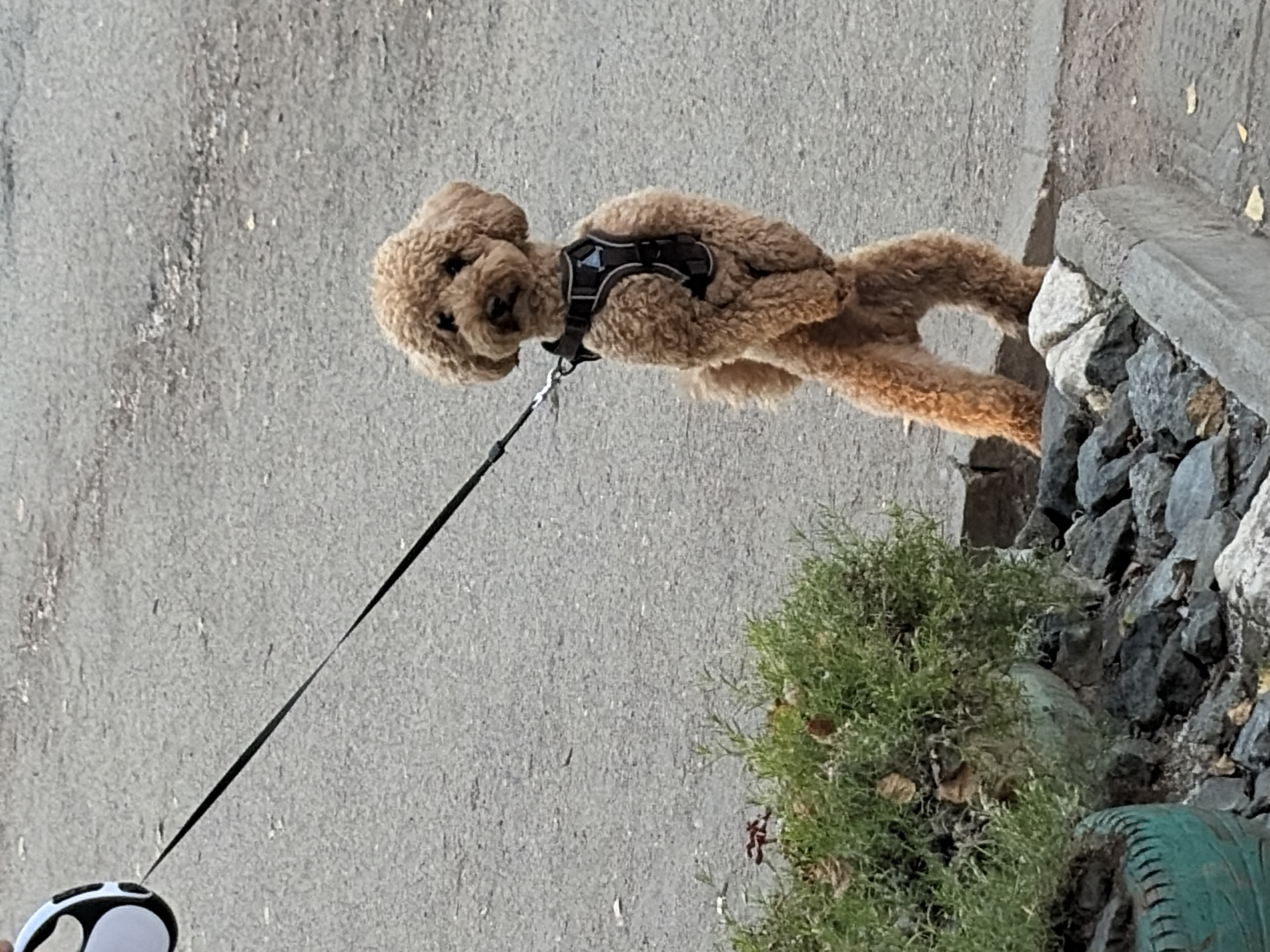 A small, fluffy, light brown poodle stands on its hind legs on a gray asphalt surface in Chaikovsky, Russia. The dog wears a dark harness. It is attached to a black leash, which extends to the left of the frame, where a portion of a white and black object, possibly a retractable leash handle, is visible. To the left and slightly in front of the dog is a planter with green foliage and some fallen brown leaves. The planter is made from what appears to be a repurposed green tire. The ground is covered in gray asphalt with scattered small stones and a concrete curb along the right side of the frame.