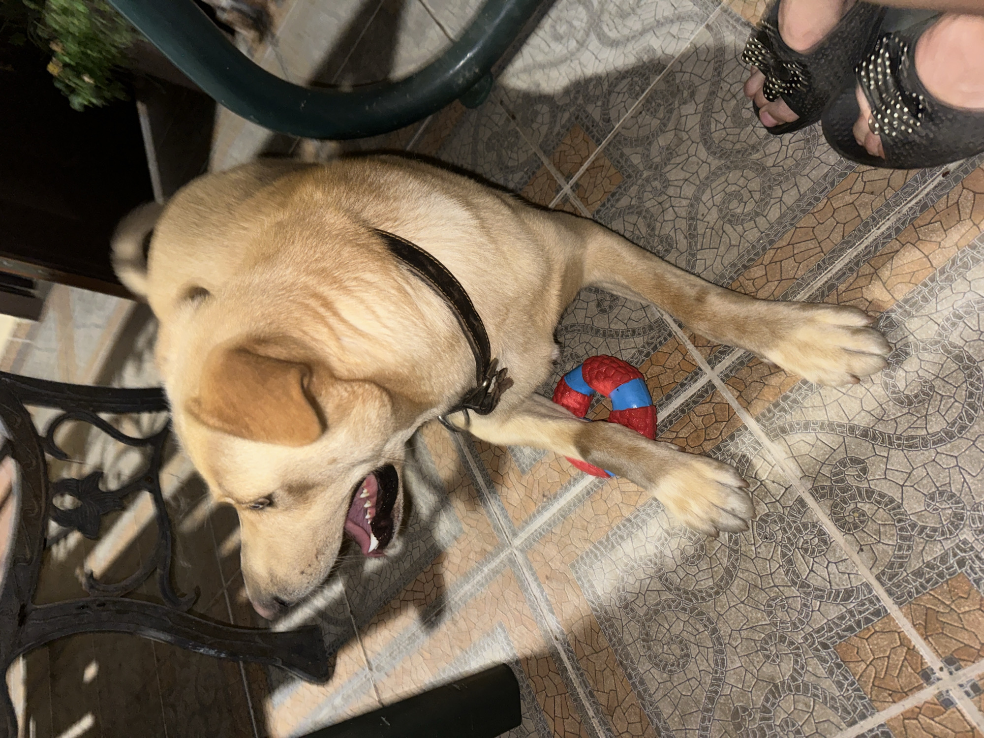 A light brown dog lies on a tiled floor next to a black metal table and a green metal chair. The dog is wearing a dark collar and has a red and blue toy ring near its paws. Sunlight casts shadows on the floor. In the lower right corner of the image, a pair of black sandals with white bows are visible, worn by a person whose feet are partially in view. The scene appears to be outdoors, possibly on a patio or balcony.