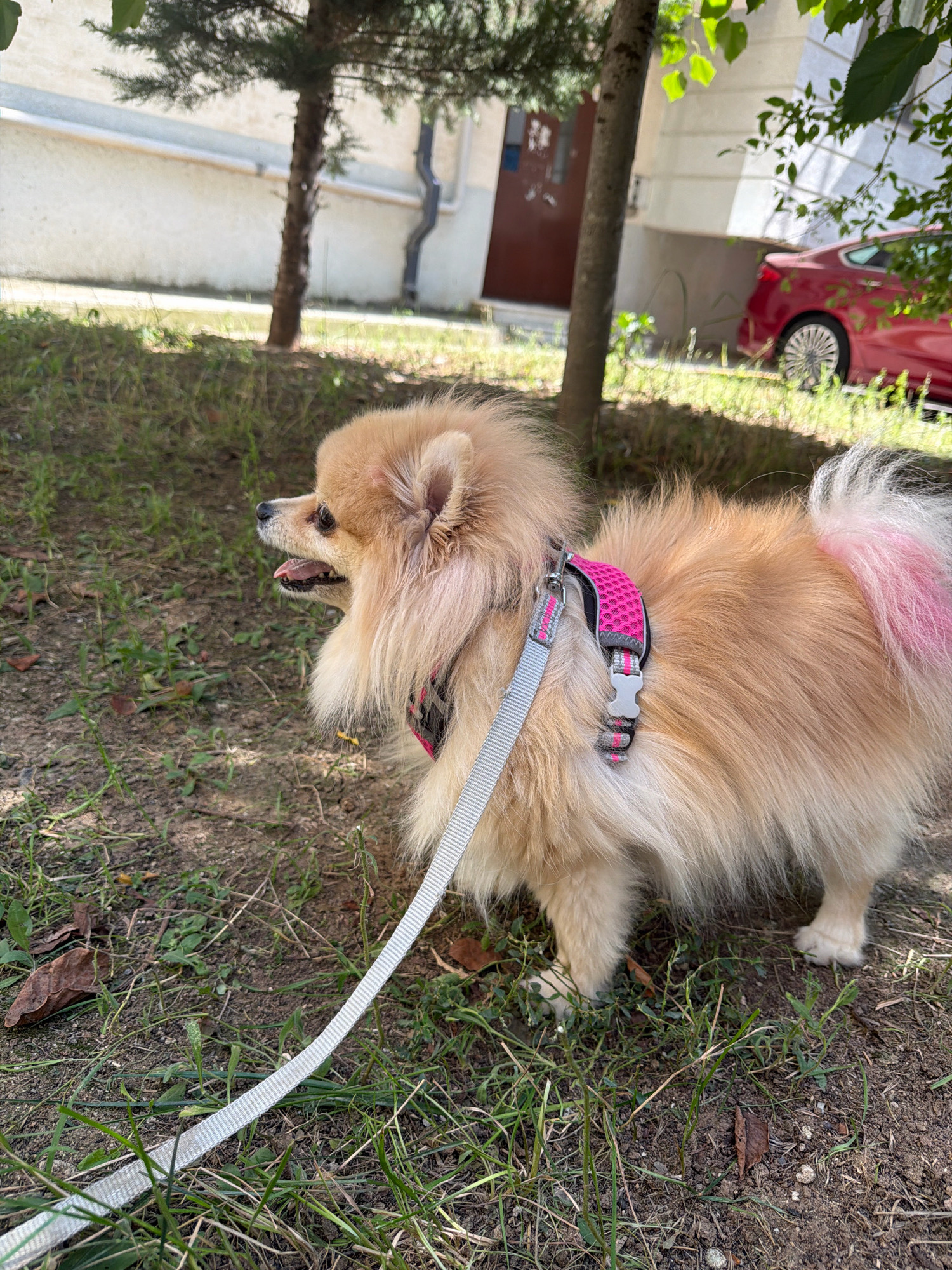 A fluffy, light-brown Pomeranian dog wearing a pink and black harness and a grey leash is standing on grassy dirt ground outdoors. The dog's tail has a section dyed bright pink. In the background, a red car is parked, and a building with a light-colored facade and a brown door is visible. Trees with green foliage are also present in the scene. The lighting suggests it is daytime. The location appears to be an urban outdoor setting, consistent with a residential area in Tbilisi, Georgia.