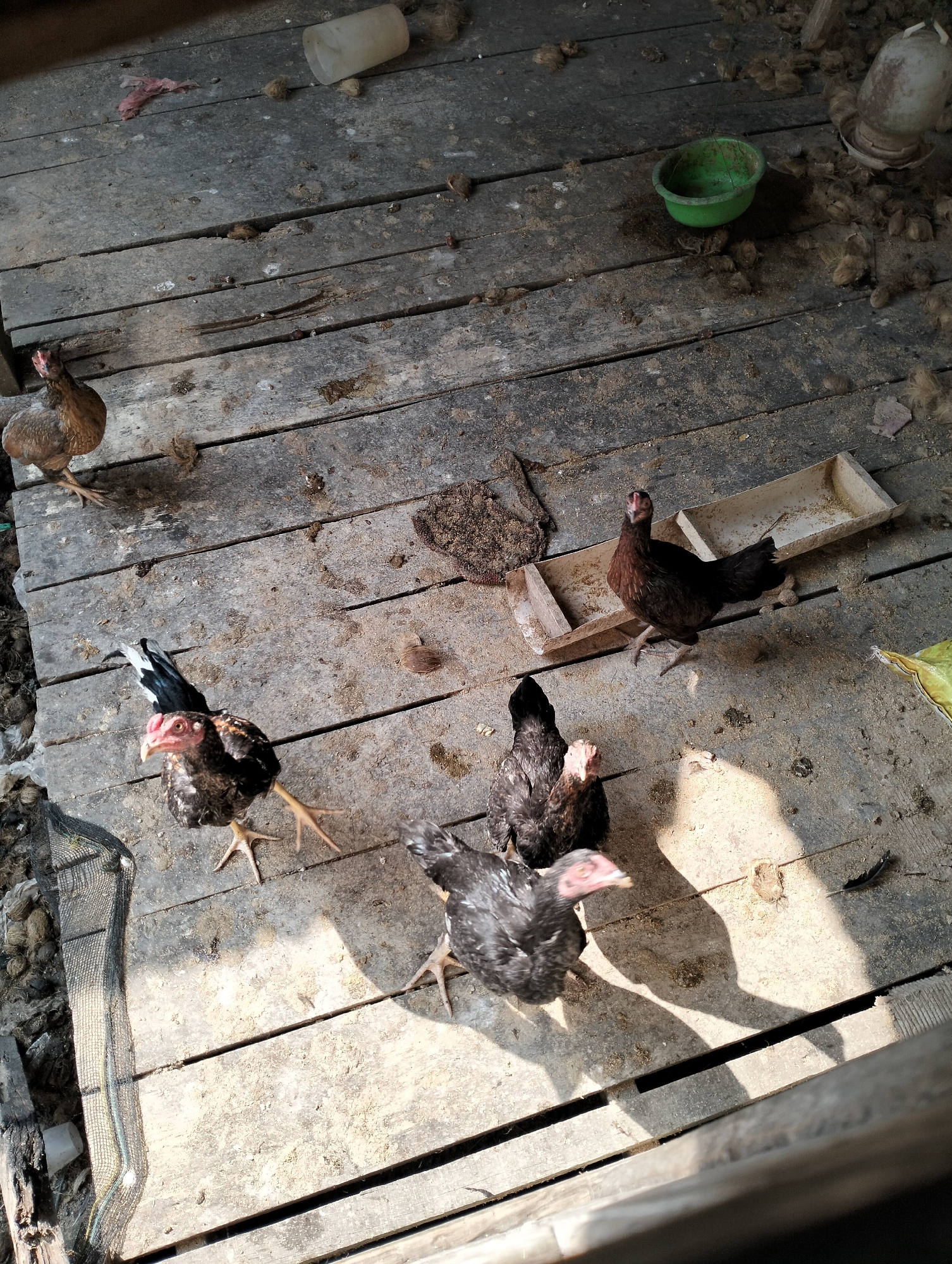 A high-angle shot captures a rustic chicken coop with wooden plank flooring, littered with straw and droppings. Six chickens, varying in color from brown to black, are scattered across the scene. One brown chicken stands to the left, while a dark brown and black chicken is positioned near the center. Three more chickens, predominantly black with some brown markings, are clustered in the lower right quadrant. A green plastic bowl, a white plastic cup, and a long, narrow feeding trough are visible among the debris. The environment suggests an outdoor setting, possibly in a rural area of Mandala Jaya, Indonesia, with natural light casting shadows across the wooden surface.