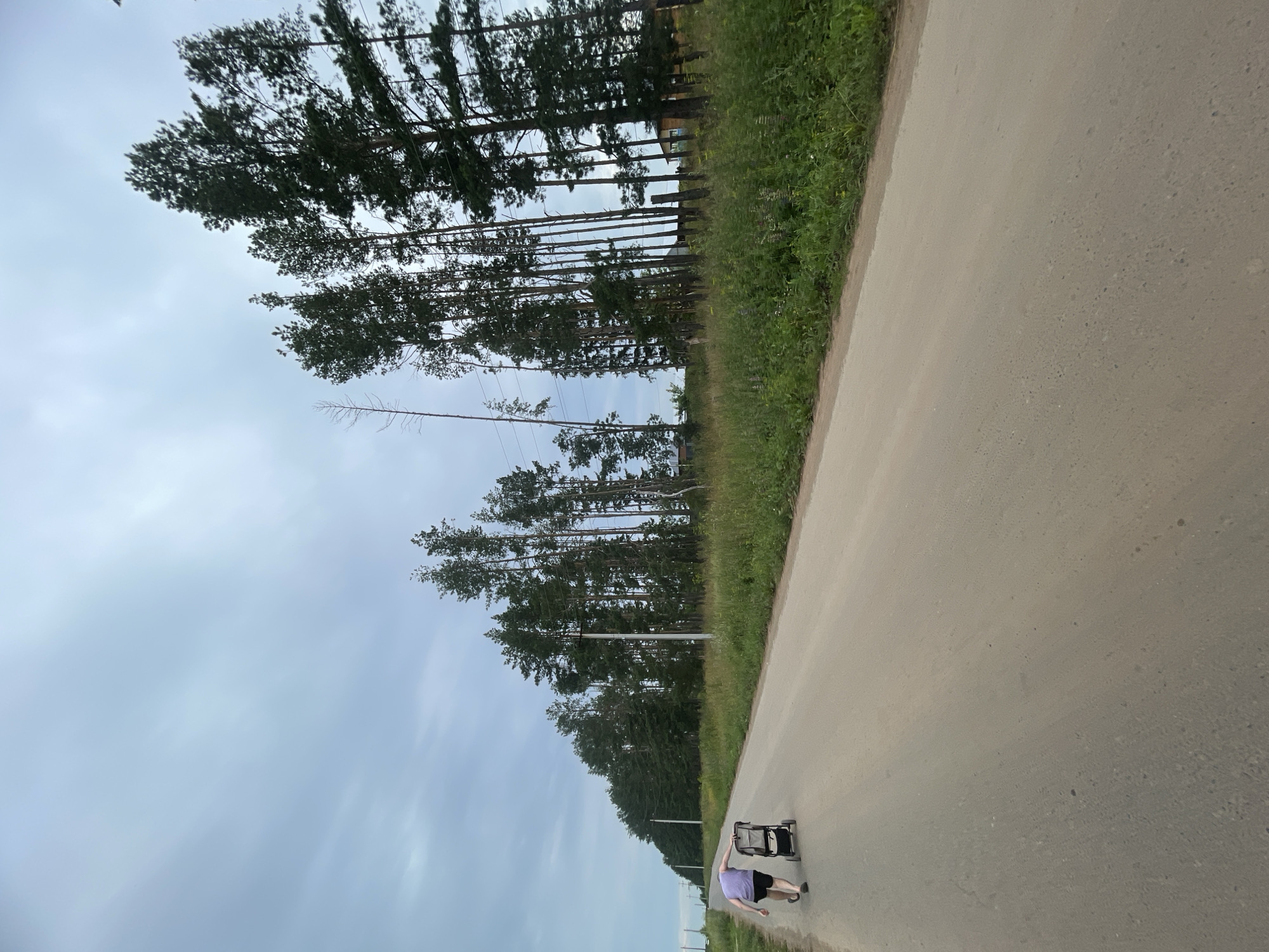 A person in a purple t-shirt and black shorts walks on a dirt road in Podshivalovo, Russia, pushing a dark gray shopping cart. The road stretches into the distance, bordered by a grassy field and a line of tall pine trees. The sky is overcast with clouds. Electrical poles and wires are visible along the side of the road. In the background, a few houses can be seen among the trees. The overall scene depicts a rural or suburban setting on a cloudy day.