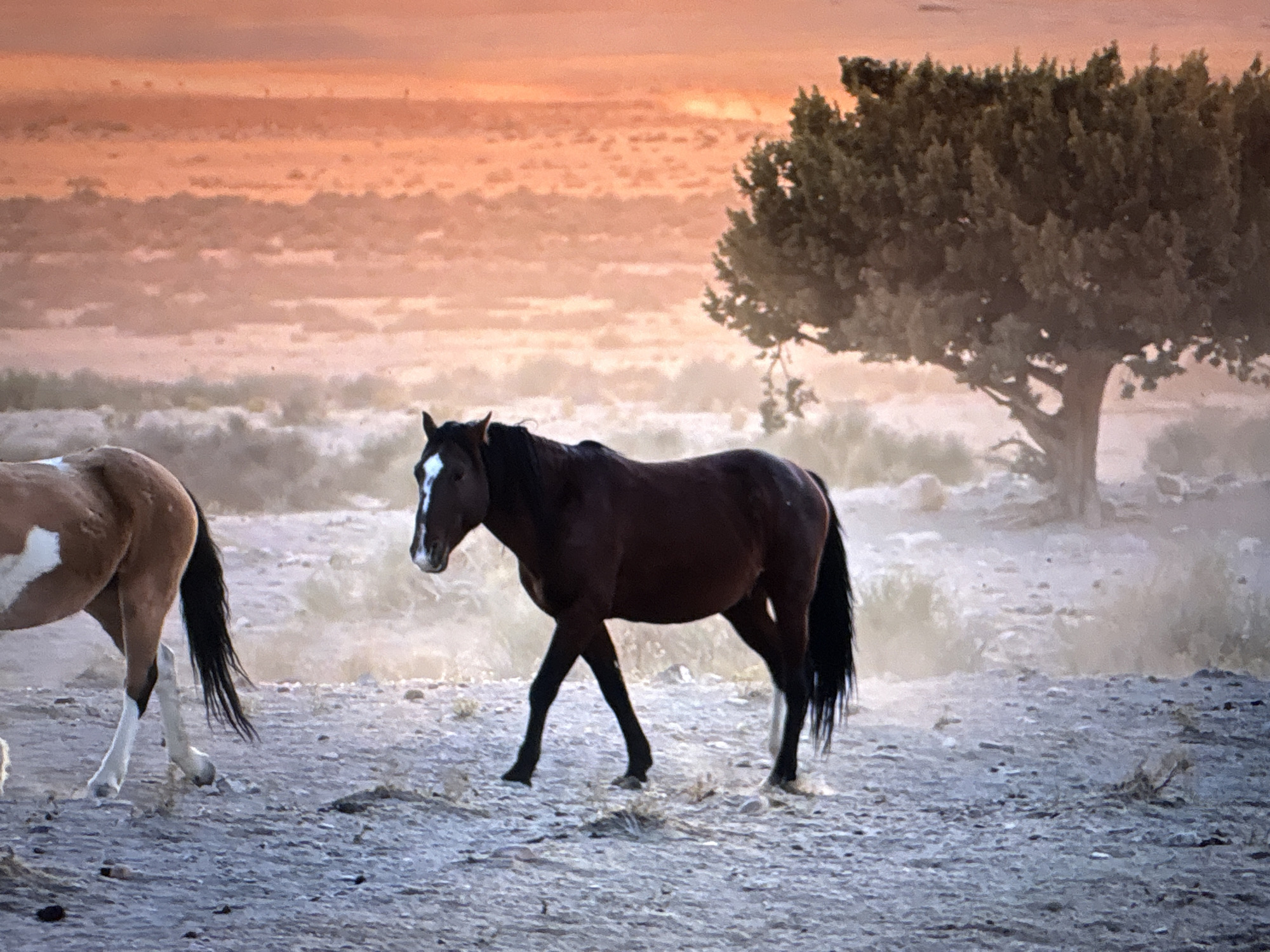 A brown horse with a white stripe on its face is walking on a rocky, dry terrain. The horse has black legs and tail. Another horse, brown with white markings, is partially visible in the left side of the frame. A large, bushy tree stands to the right of the brown horse. The background consists of a dry, barren landscape under a hazy, orange-tinted sky. The image does not appear to be taken in Mława, Poland.