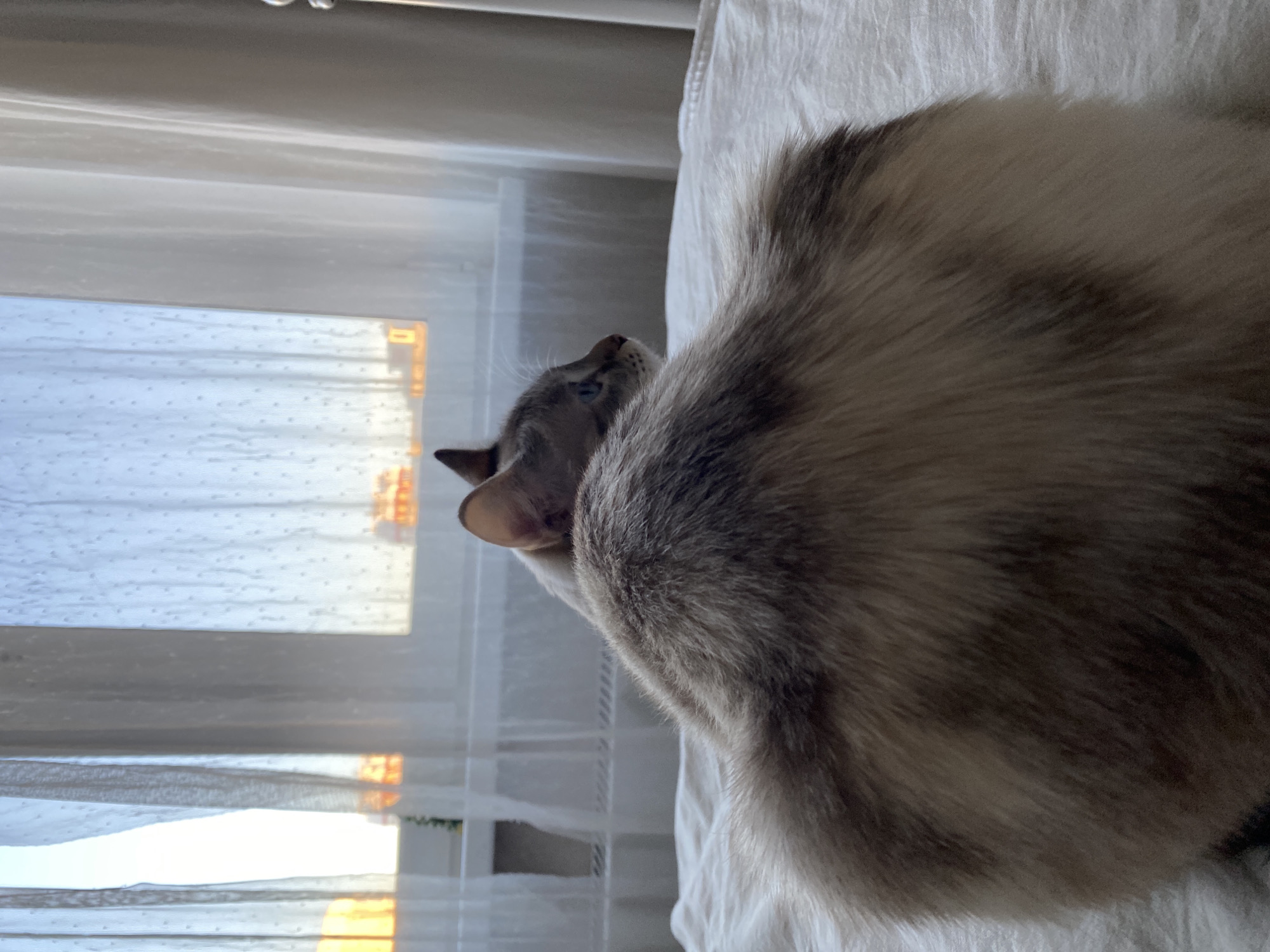 A cat with blue eyes is looking towards the window. The window has white curtains. The cat is resting on a white surface. The location cannot be determined.