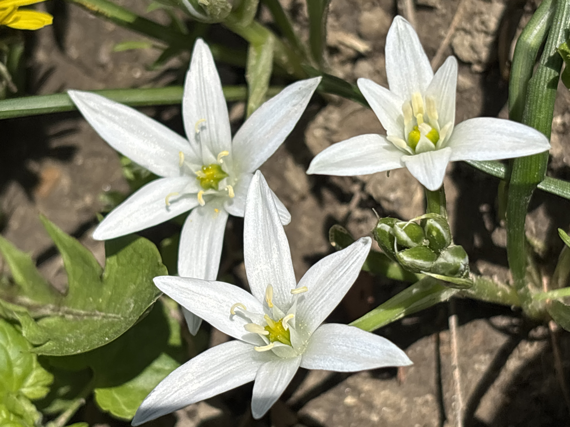 The image shows three Star-of-Bethlehem flowers (Ornithogalum umbellatum) in bloom, their white, star-shaped petals surrounding a yellow-green center. The flowers are growing among grass and other foliage, set against a background of soil and dead leaves. The exact location within the city of Silistra, Bulgaria, cannot be determined from the image. No people, actions, or interactions are visible.