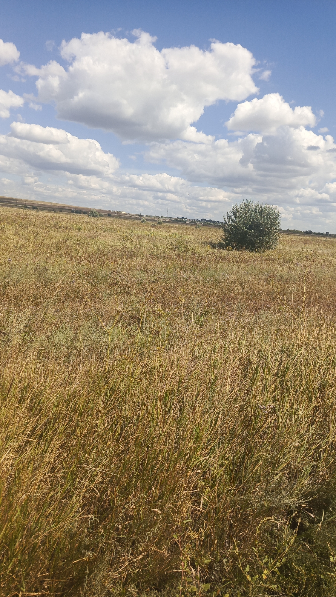 A wide shot captures a dry, golden field under a bright blue sky dotted with fluffy white clouds. The field is covered in tall, dried grass and sparse vegetation. In the middle distance, a solitary, bushy green tree stands out against the dry landscape. In the far distance, a faint line of trees and structures suggests the presence of a settlement. The horizon is flat, with a subtle incline on the left side of the frame. The scene appears to be an undeveloped, rural area, possibly on the outskirts of the village of Karyakino, Russia.