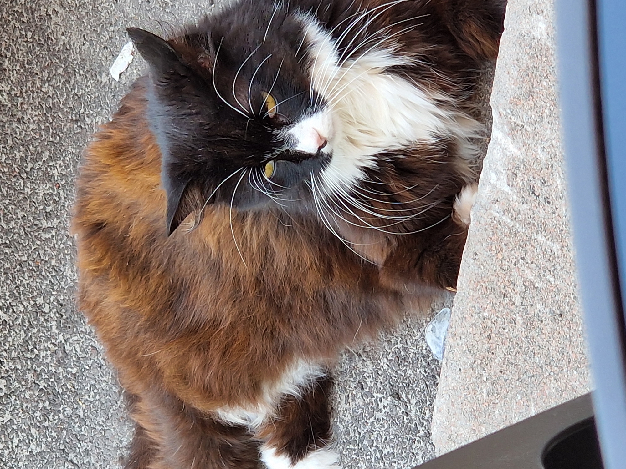 A medium shot shows a long-haired cat with black and white fur lying on a textured concrete surface. The cat's body is mostly covered in brown fur, with a white chest and paws. Its face is black with white markings and long, white whiskers. The cat's eyes are yellow and it is looking slightly to its left. The background is a grey, speckled concrete surface. A small white object, possibly litter, is visible near the cat's right ear. In the foreground, a portion of a dark-colored object with a blue edge is visible, suggesting the photo was taken from behind something.