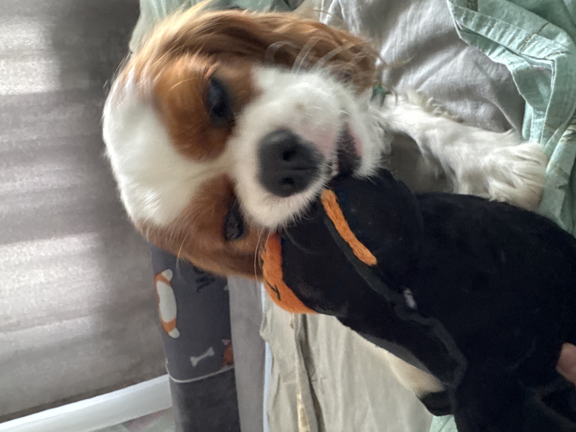 A medium shot captures a Cavalier King Charles Spaniel playing with a black stuffed toy with orange accents. The dog's head is positioned to the right of the frame, with its muzzle buried in the toy, appearing to chew on it. The dog has brown and white markings on its fur, and its eyes are partially closed. The background is out of focus, showing a bed with light-colored sheets and a grey pillow with a subtle pattern. The lighting suggests an indoor setting, possibly a bedroom. The overall scene conveys a sense of domestic comfort and playful engagement.