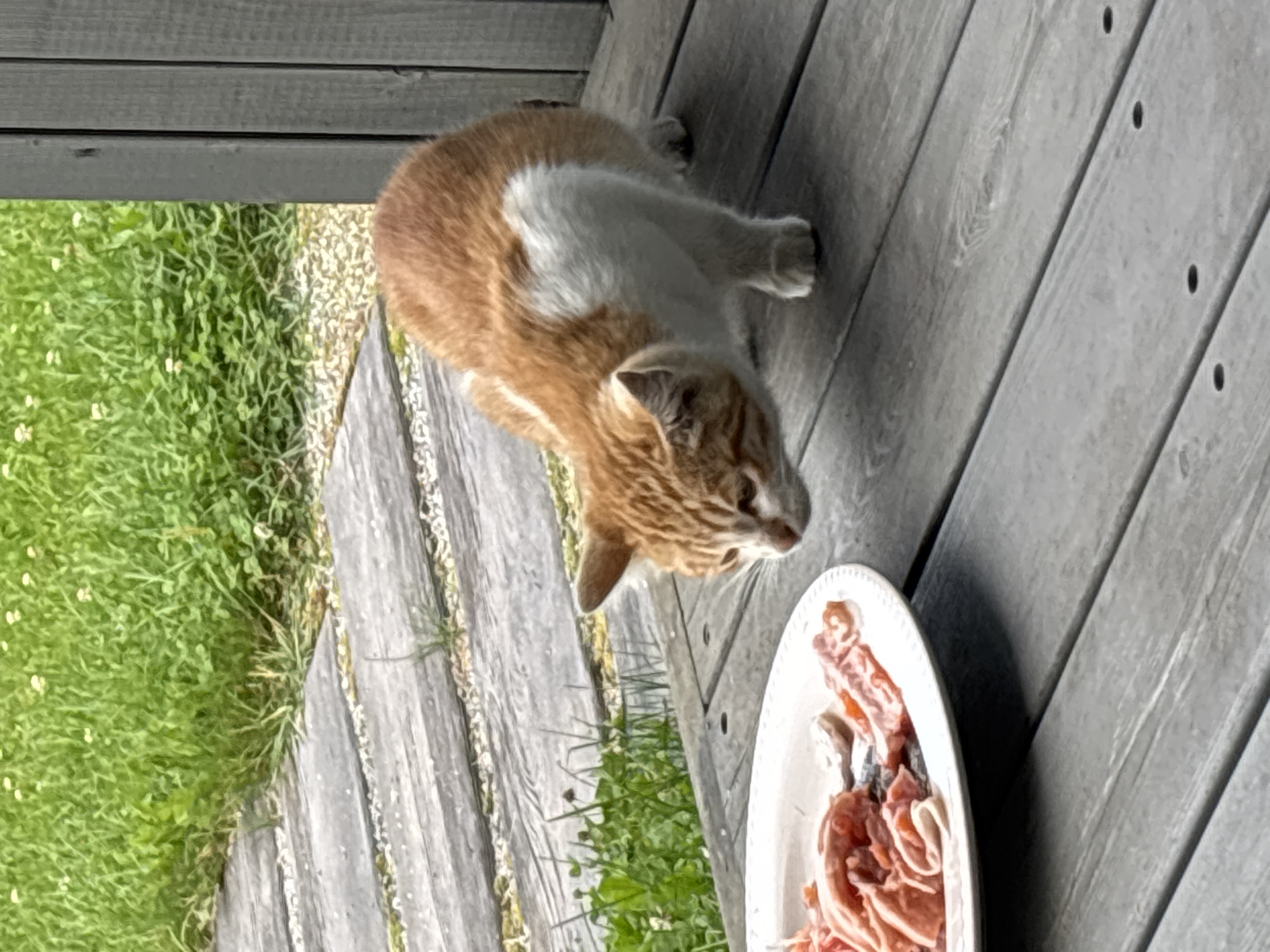 An orange and white cat is crouched on a wooden deck, looking down at a white plate filled with raw meat. The plate is positioned to the left of the cat. In the background, a patch of green grass with small white flowers is visible, bordered by a wooden pathway. The scene appears to be outdoors, possibly in a backyard setting. The location is Zvenigorod, Russia.