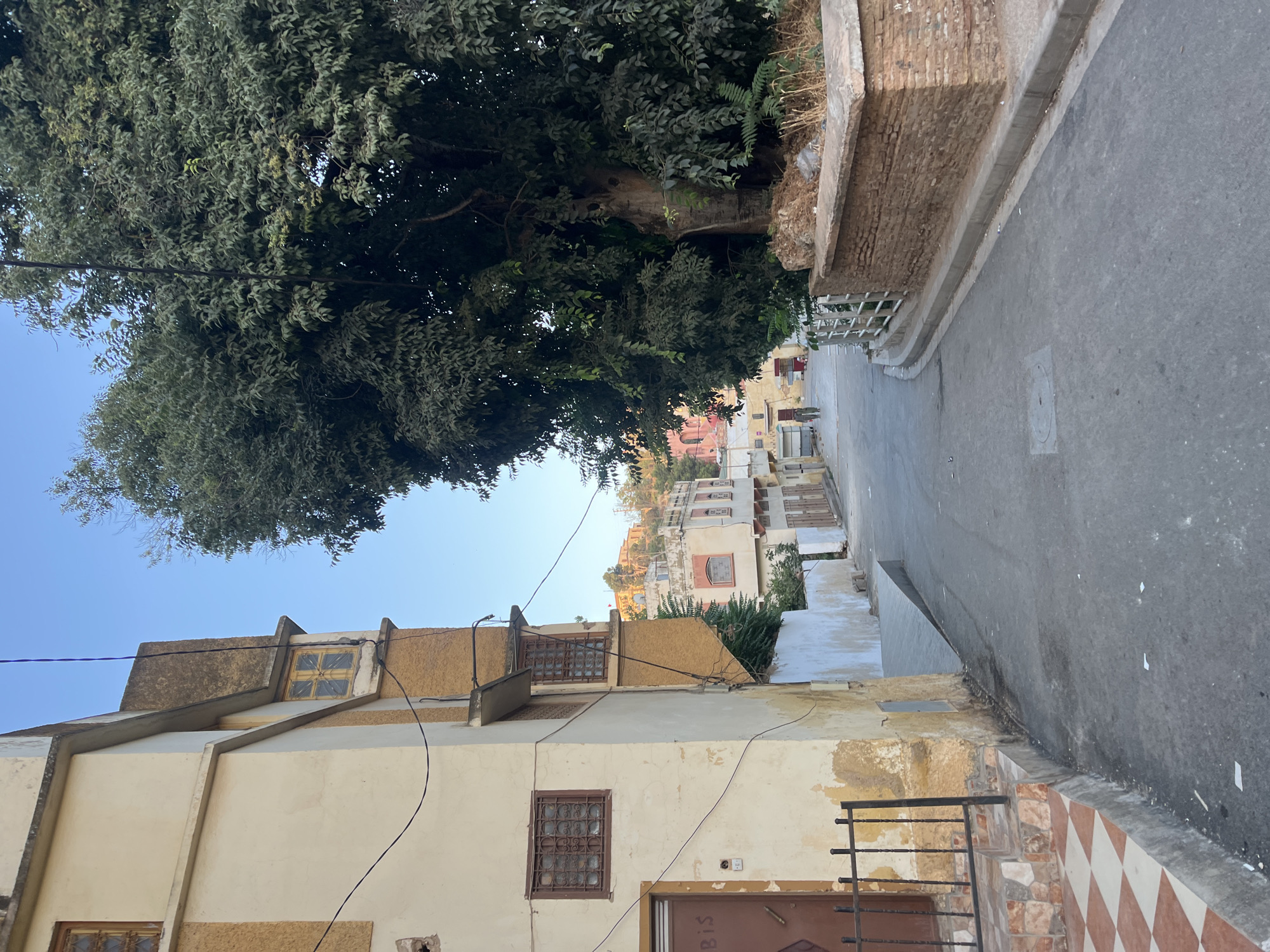 This image depicts a street scene in El Hajeb, Morocco. On the left side of the frame is a building with a yellow and tan facade. The building has multiple windows, some with decorative metal grates. A brown door with writing on it is visible at the lower left. A black metal fence and tiled steps lead up to the door.
The street itself is paved with asphalt and curves gently towards the background. On the right side of the street, a large, dense tree with dark green foliage dominates a significant portion of the image. In front of the tree, there is a low, brick-faced wall with a concrete top, and behind it, what appears to be a small raised planter filled with dry vegetation and debris.
In the distance, along the street, there are other buildings with varying architectural styles, including some with arched windows and light-colored facades. A single person, dressed in dark clothing, is walking away from the camera down the street. The sky is clear and blue, suggesting it is daytime, possibly late afternoon given the lighting. The overall environment appears to be a residential or mixed-use area within the city.