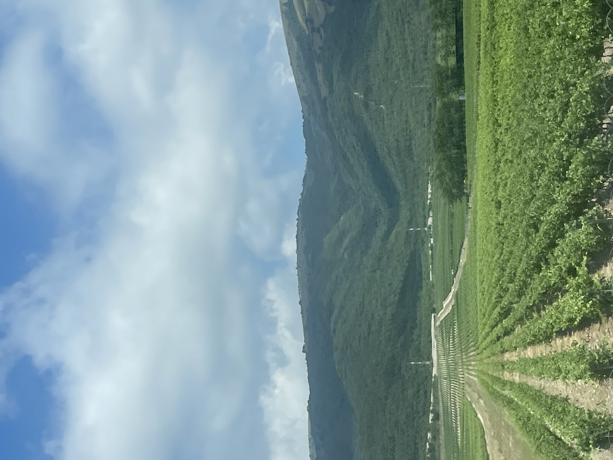 The image shows a panoramic view of a vineyard located in the city of Gelendzhik, Russia. In the foreground, rows of lush green grapevines stretch towards the horizon, meticulously planted and maintained. The vineyard is situated on a gentle slope, with pathways winding between the rows. In the mid-ground, there is a forest of trees, and further in the background, a range of verdant hills rises, their slopes covered in dense vegetation. The sky above is a mix of bright blue and soft white clouds. The overall scene is one of natural beauty and agricultural productivity, characteristic of the Gelendzhik region's wine-growing landscape.