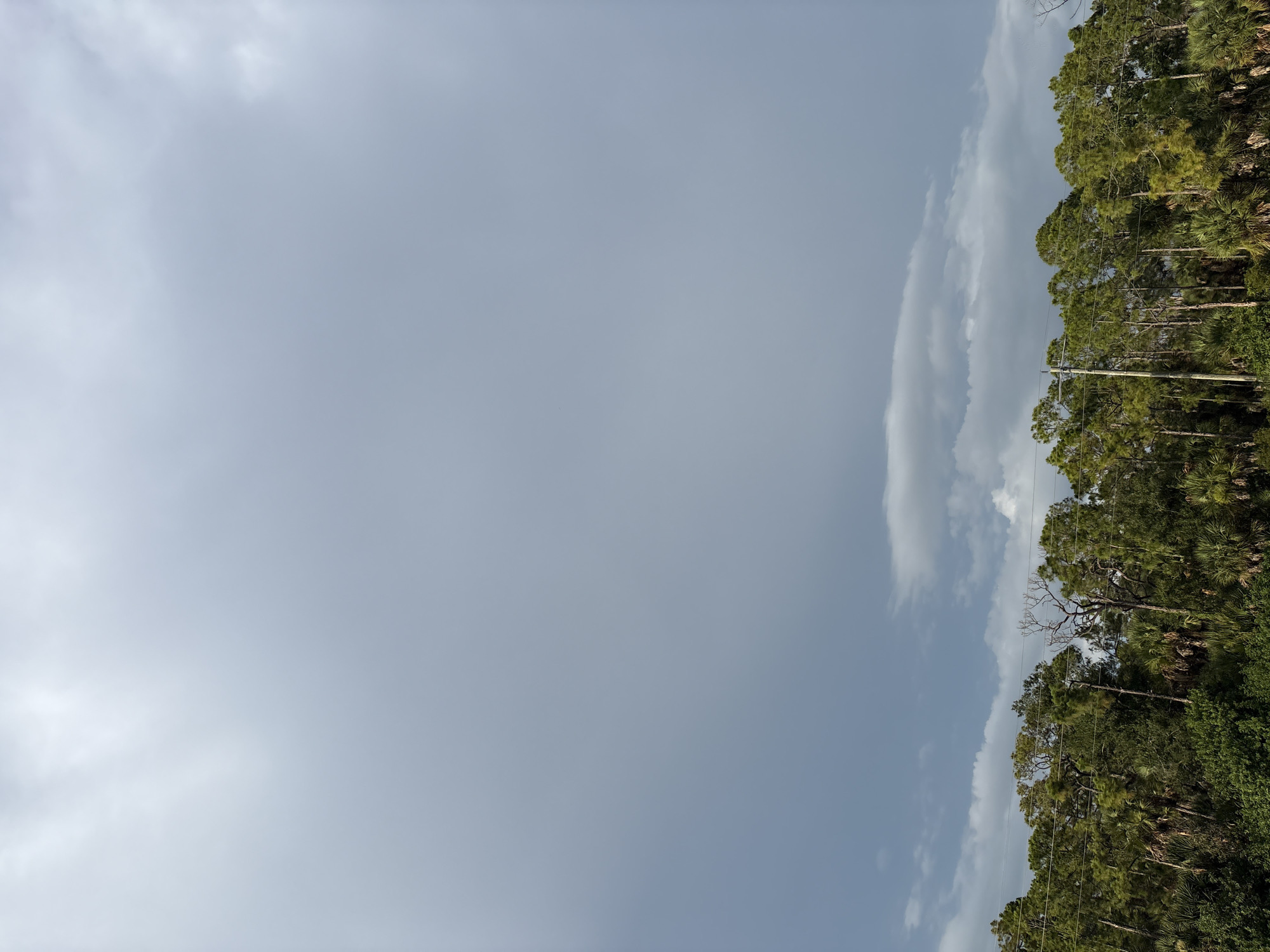The image captures a view of a treeline against a cloudy sky. The treeline, composed of various evergreen trees and palm trees, stretches horizontally across the lower portion of the frame. Power lines are visible running horizontally above the treeline. The sky is predominantly filled with large, gray clouds, with some lighter patches suggesting breaks in the cloud cover or thinner cloud formations. The scene appears to be an outdoor environment, possibly a roadside or natural area on the outskirts of the city of Venice, United States. No people or specific actions are depicted.