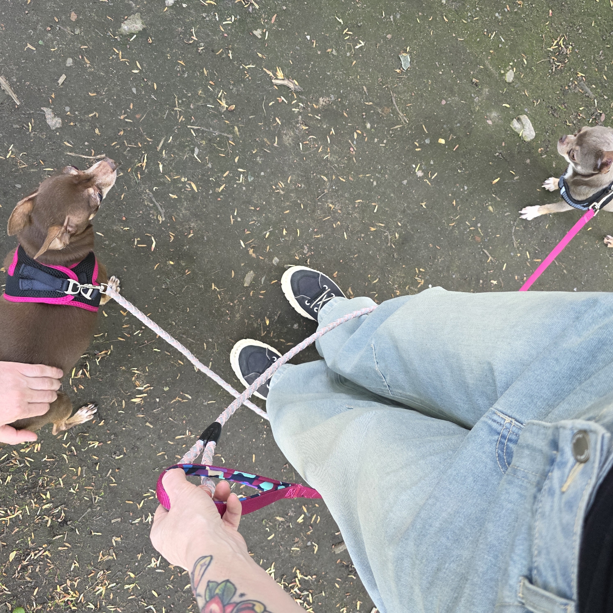 The photograph presents a first-person perspective of an individual walking two small dogs on leashes, presumably in an outdoor environment, possibly a park or sidewalk.
The individual is wearing light-wash denim jeans and dark canvas shoes with white laces and soles. The leashes are connected, and are held in the hand. The left arm is visible, revealing a tattoo.
Two dogs are visible; one is brown with a pink and black harness. The other dog is grey-brown, also wearing a harness and leash. The surface underfoot appears to be concrete or asphalt. The location is not verifiable as Saint Petersburg, Russia.