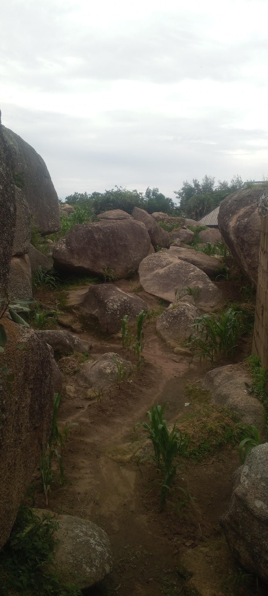 The image shows a rocky terrain with scattered boulders and vegetation, including young corn stalks, in Ohit, Nigeria. The sky is overcast with white clouds. In the background, there are trees and a portion of a building with a roof is visible. The ground is mostly dirt with some patches of dry grass and small green plants. The overall scene depicts a natural landscape with signs of human cultivation.