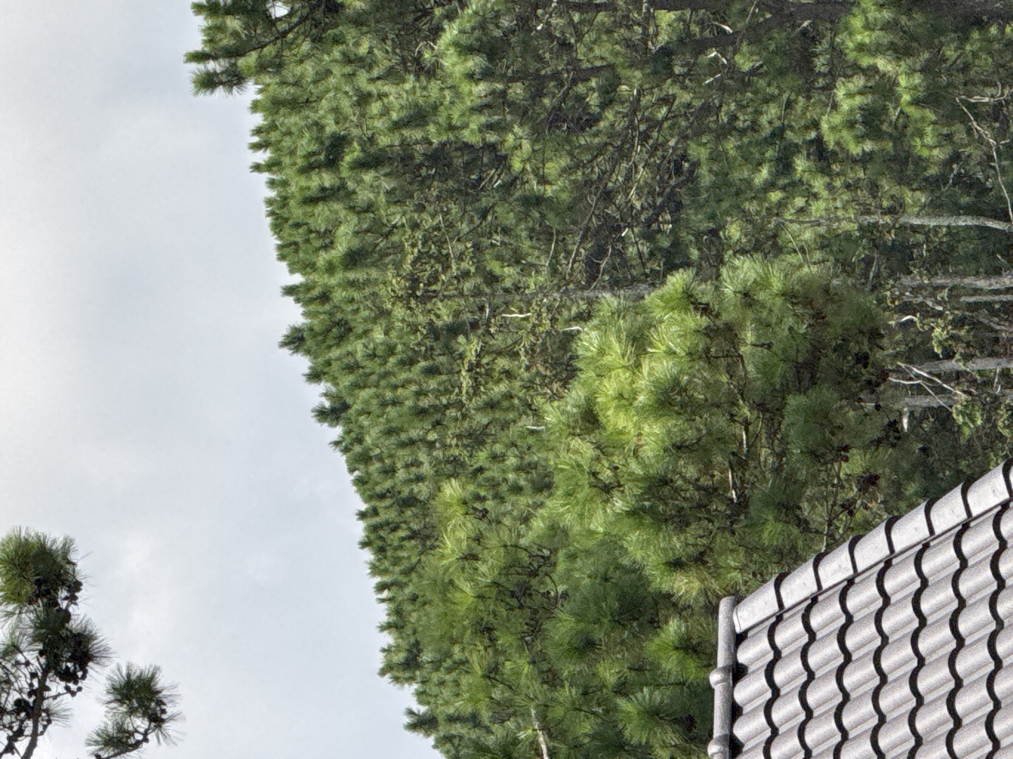 The image depicts a partial view of a grey, tiled roof in the foreground, with a dense, sloping hillside covered in pine trees stretching into the background. The pine trees are vibrant green and appear to be growing closely together, creating a textured canopy. The sky above is overcast and a pale grey. The scene is consistent with the natural landscape found in and around Da Lat, Vietnam, a city known for its pine forests and hilly terrain. No people or specific actions are visible.