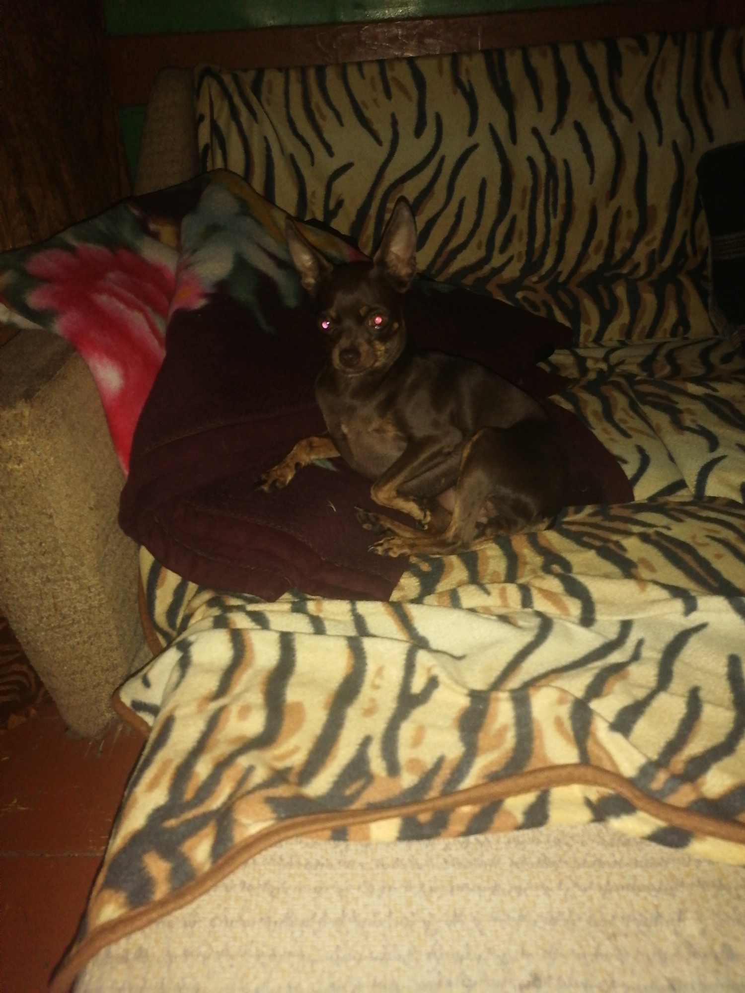 A small, dark-colored dog with light-colored eyes is lying on a blanket with a tiger-stripe pattern. The dog is positioned on the right side of the image, facing the viewer. The blanket is draped over what appears to be furniture, possibly a couch or bed. The background shows a wall with a wooden texture and some dark green elements. The overall lighting suggests an indoor setting, likely a dimly lit room. The specific location in the city of Novopokrovka, Russia, is not discernible from the image itself.