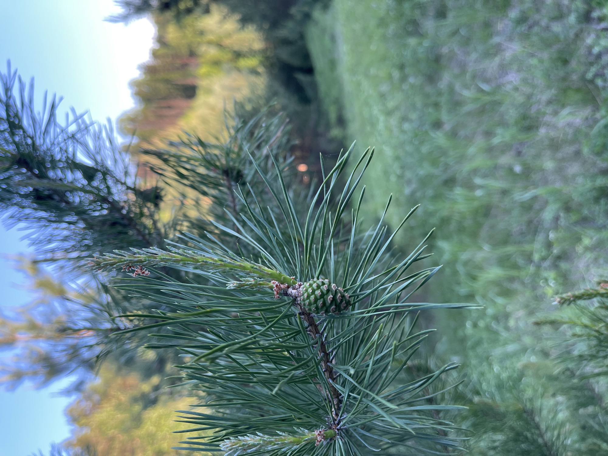 The image shows a close-up of a pine branch with a small, green pine cone attached. The needles are long and green, radiating outwards from the branch. In the background, there is blurred foliage and a patch of sky. The location is unspecified, although the prompt asks for the location of Ольховка, Russia. Thus, there is a pine branch and green pine cone.