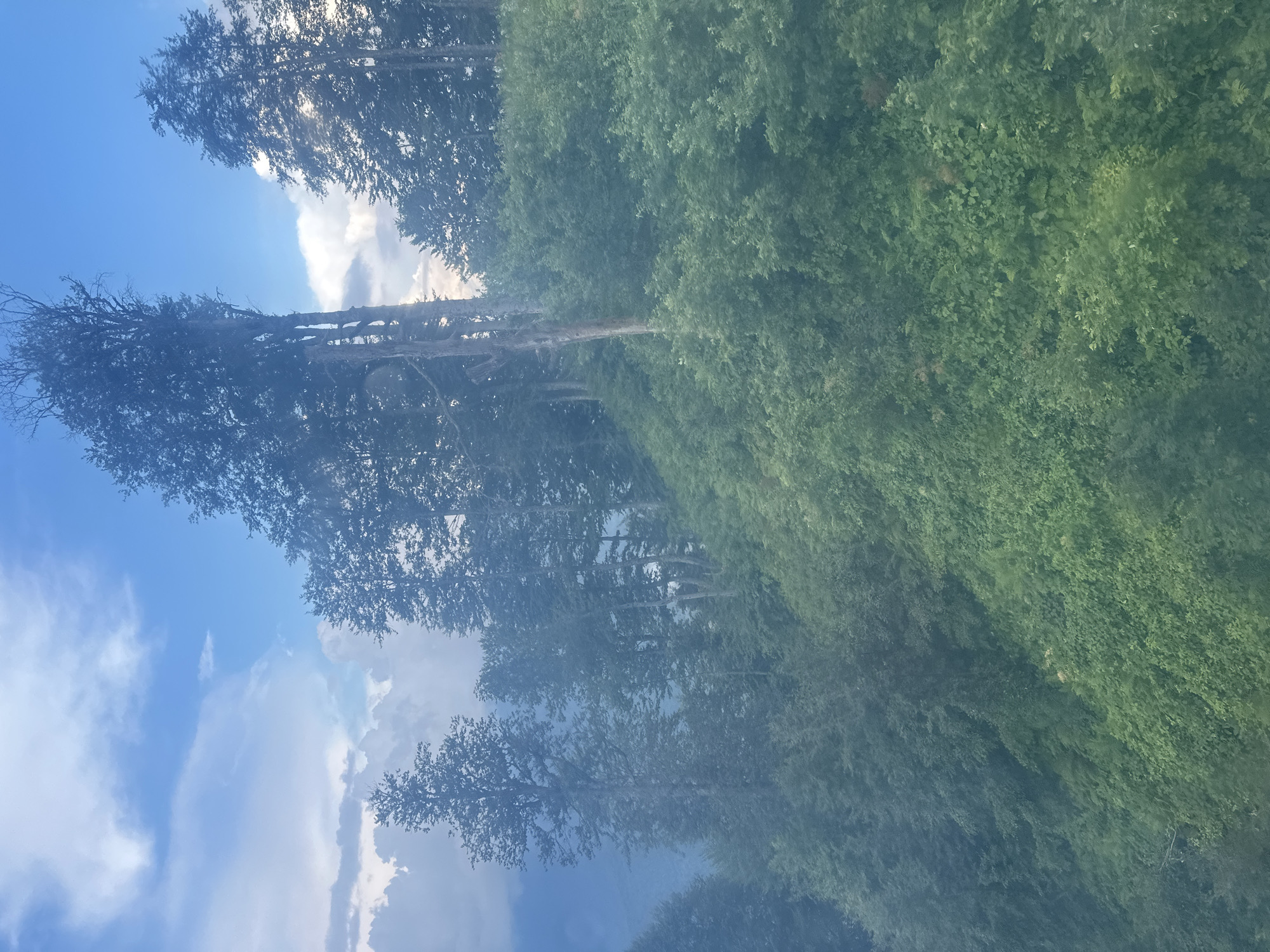 The image depicts a lush, green mountainside covered in dense forest and trees, with a partly cloudy blue sky above. The terrain appears steep and uneven, with various types of foliage, including both broadleaf and coniferous trees, interspersed with smaller bushes and undergrowth. The lighting suggests it is daytime, with sunlight filtering through the clouds and trees, casting soft shadows. The overall impression is one of a natural, undeveloped landscape. It is impossible to determine the specific location within Estosadok, Russia, from the image alone. There are no people or discernible objects of human construction visible in the scene.
