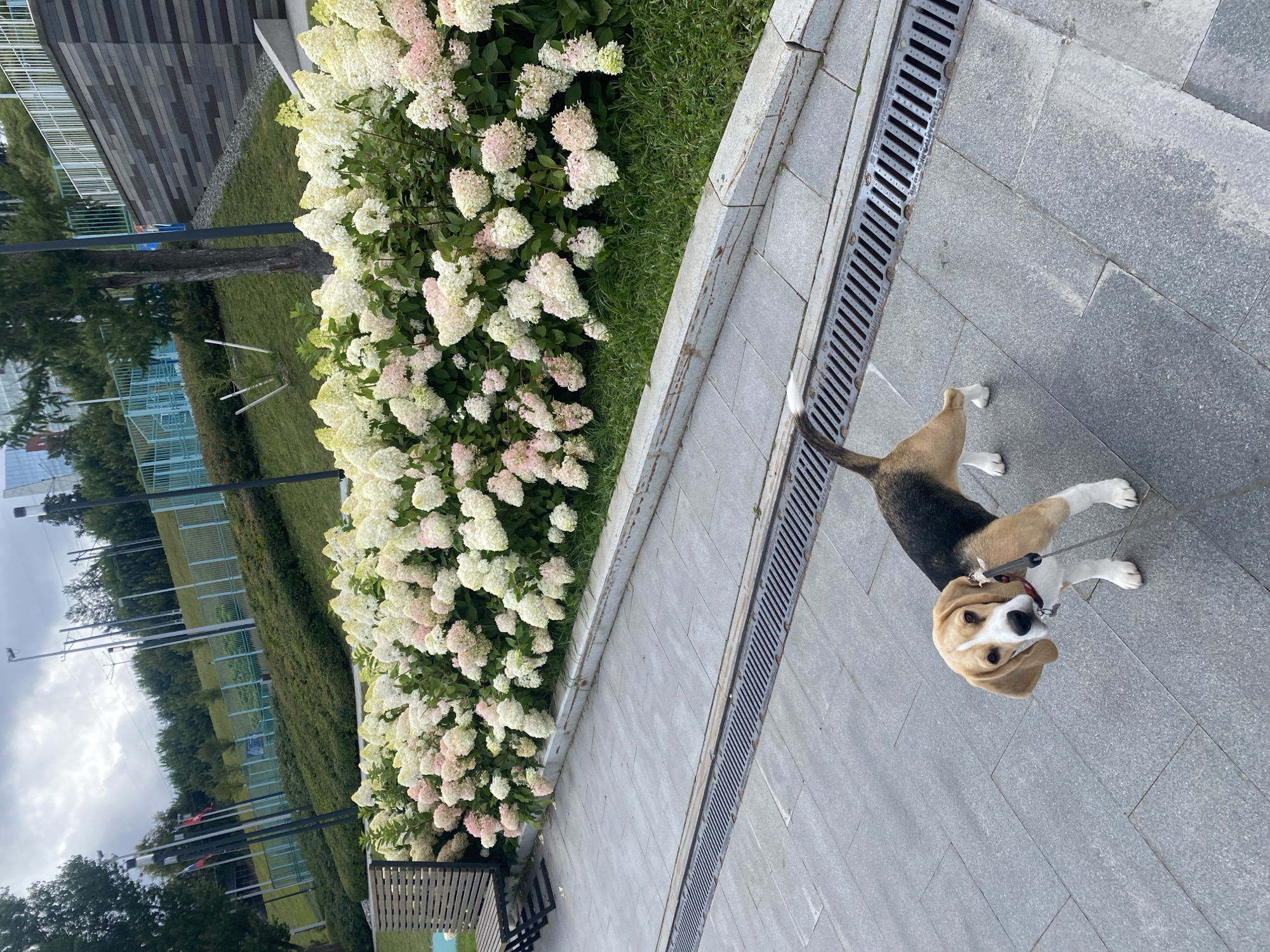 The image depicts a beagle dog on a paved walkway in a park-like setting, likely in the city of Perm, Russia, given the context provided. In the background, there is a dense row of white and pink hydrangeas, a grassy slope with trees, and a modern architectural structure made of dark stone. A metal fence runs along the slope, and several lampposts are visible. The walkway itself is made of large gray tiles, with a metal drain grate running along its edge. The dog is wearing a red collar and is looking towards the camera. The sky is overcast.