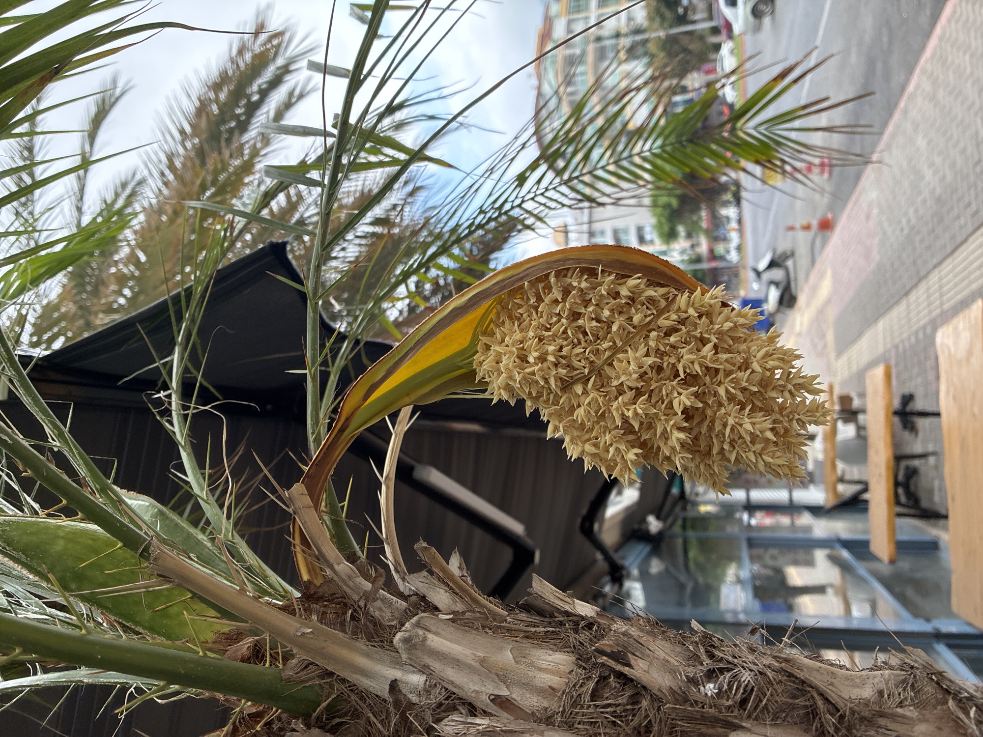 The image depicts a close-up of a blooming palm tree in Alanya, Turkey. The focus is on the intricate details of a large cluster of light-yellow palm blossoms, hanging down from a frond that curves over. The textured, fibrous trunk of the palm tree is visible on the left side of the frame, with sharp, needle-like spines protruding.
In the background, a sidewalk with a red and grey patterned tile surface runs alongside a street. Several outdoor tables and benches, made of light-colored wood and dark metal, are set up along the sidewalk, suggesting a cafe or restaurant setting. Beyond the tables, a glass-fronted building with dark framing is visible. The street itself is paved, and a white car and a scooter are present, along with orange traffic cones. In the far background, multi-story buildings, typical of a city landscape, are visible under a cloudy sky with patches of blue. The overall scene suggests a casual, urban outdoor environment.