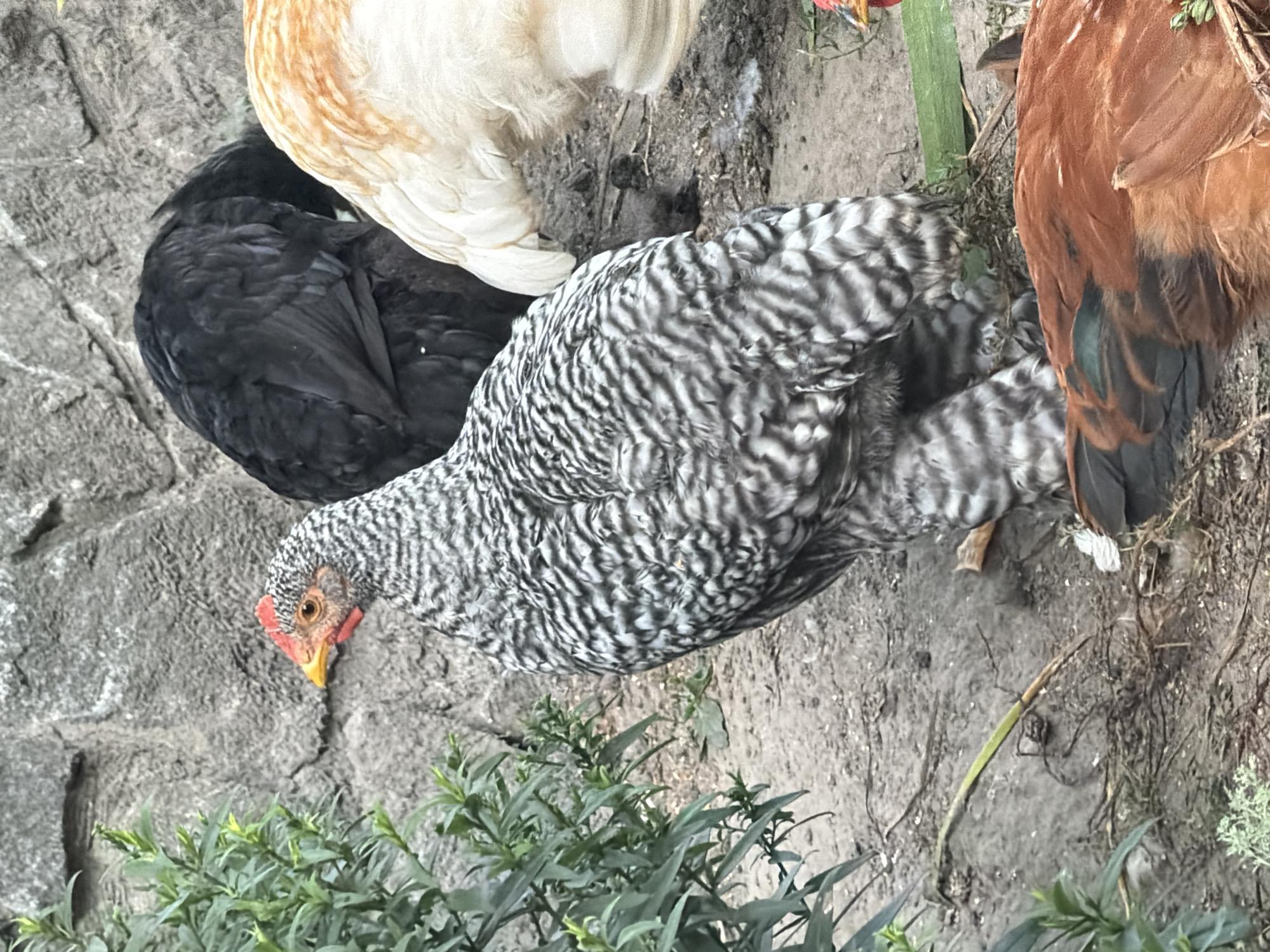 The image shows four chickens standing on the ground in an outdoor setting. A barred rock chicken is in the foreground, facing left, with its body angled away from the camera. To its right, a black chicken is partially visible, with its back towards the viewer. Behind the barred rock, a cream-colored chicken is seen from the side, mostly its back and tail feathers. In the bottom right, a reddish-brown chicken is lying down, its back towards the viewer. The ground appears to be dirt and loose soil, with some dry leaves and twigs scattered around. A stone wall is visible in the background, with some green foliage to the left of the barred rock chicken. There are no people or structures directly indicative of the city of Polonne, Ukraine, in this image. The scene appears to be a typical farmyard or backyard area where chickens are kept.