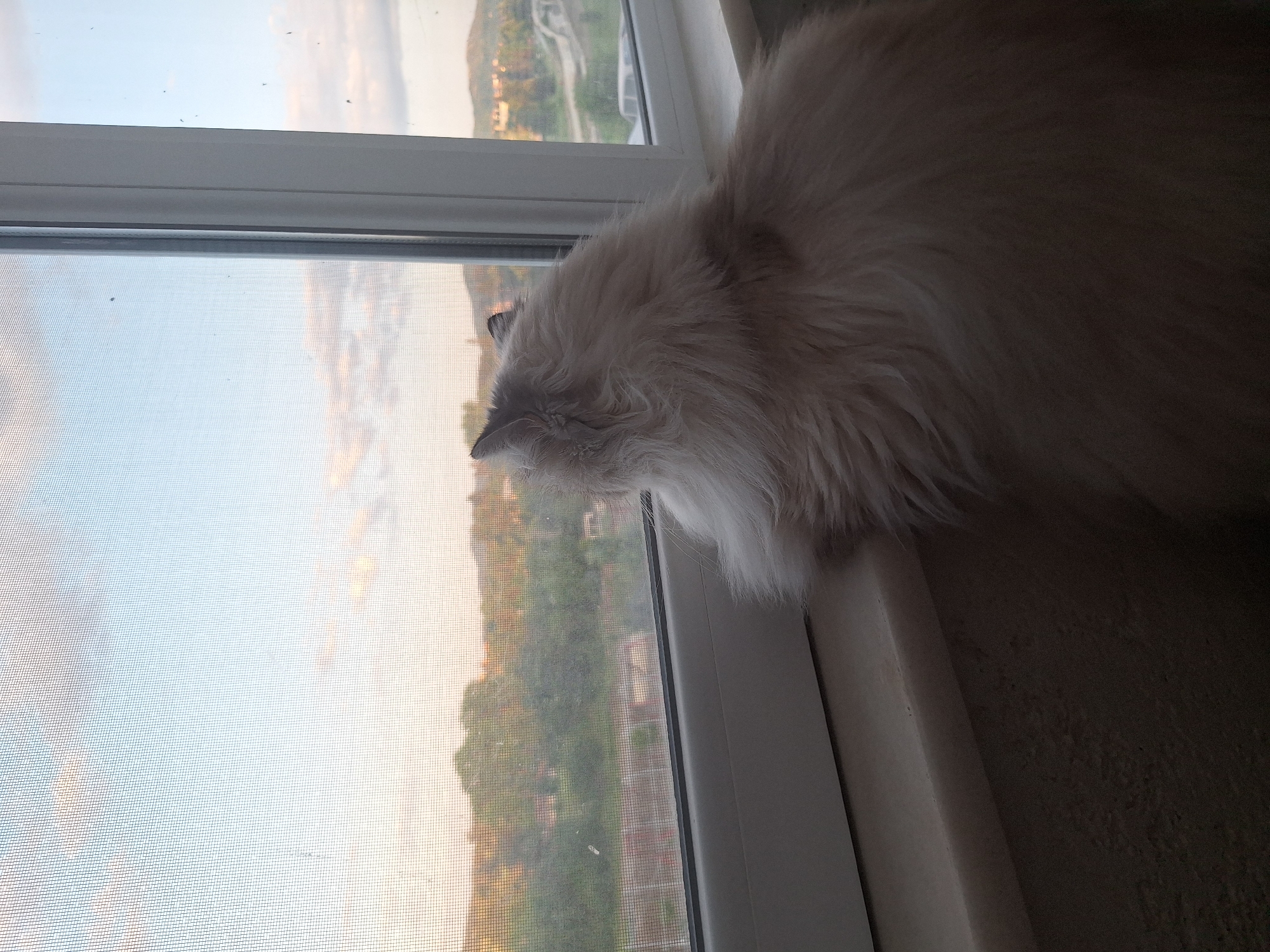 A fluffy, light-colored cat is positioned on a window sill, looking out through a screened window. The cat is mostly facing away from the viewer, with only its head and part of its body visible. Outside the window, there is a view of a landscape with trees and buildings, suggesting an urban or suburban area. The sky is visible in the background, suggesting daylight or dusk. Based on the presence of buildings on a landscape and the location listed, the photo may have been taken in an apartment window in Panagyurishte, Bulgaria.