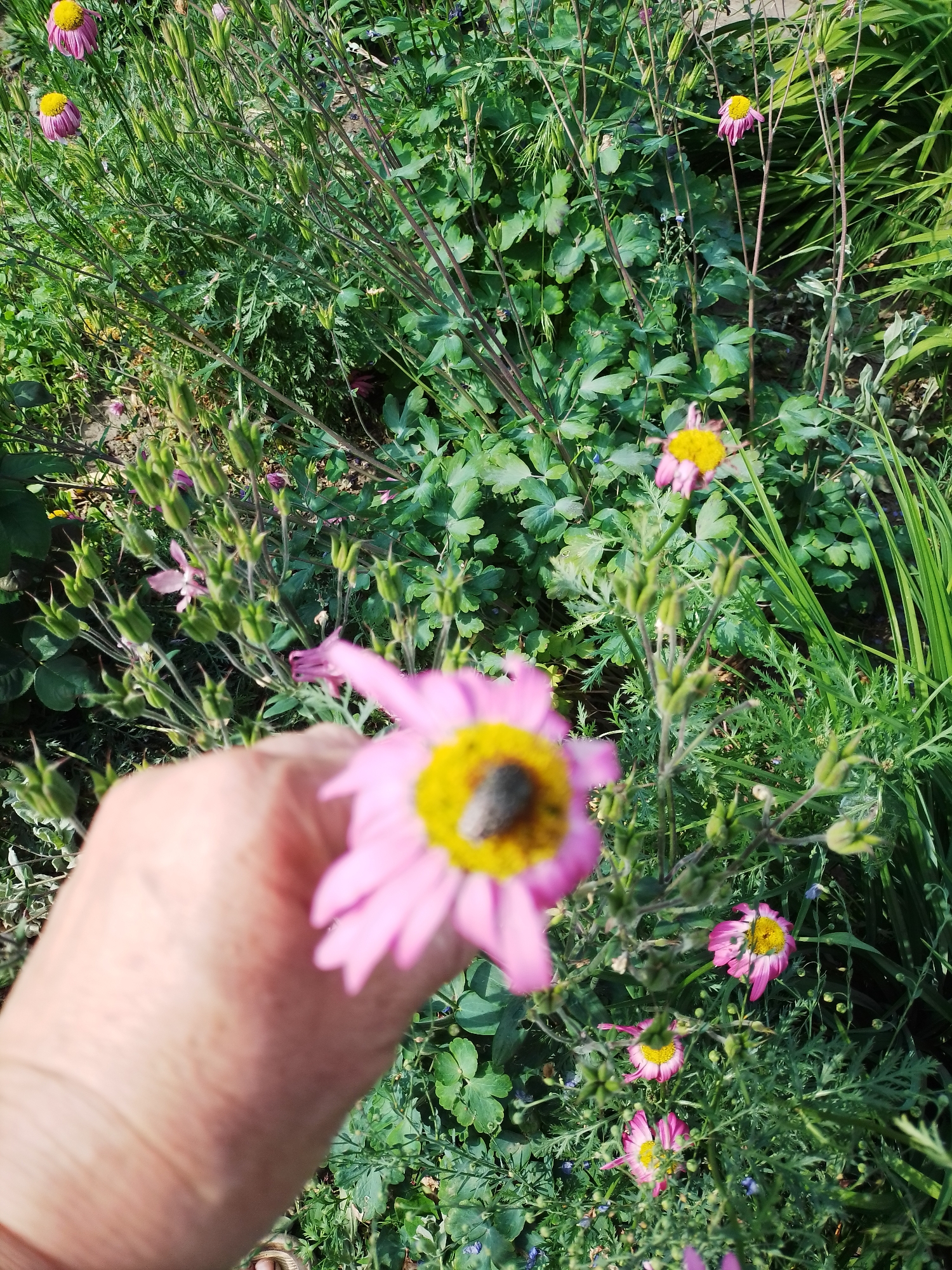 The image depicts an outdoor garden scene in the city of Ustyvytsia, Ukraine, under direct sunlight. In the immediate foreground, a light-skinned human hand, partially visible on the left, holds a single pink flower. This flower possesses distinct pink petals and a prominent yellow central disc, upon which a small, dark, oval-shaped insect is observed. The held flower and hand are slightly out of focus. The midground and background consist of dense green foliage and numerous other plants. Several similar pink flowers with yellow centers are visible throughout the frame, some appearing wilted. Tall, slender stems bearing multiple green, spiky seed pods or unopened buds are interspersed among broader green leaves. Additional smaller, blurry purple or blue flowers can be faintly discerned among the green vegetation.