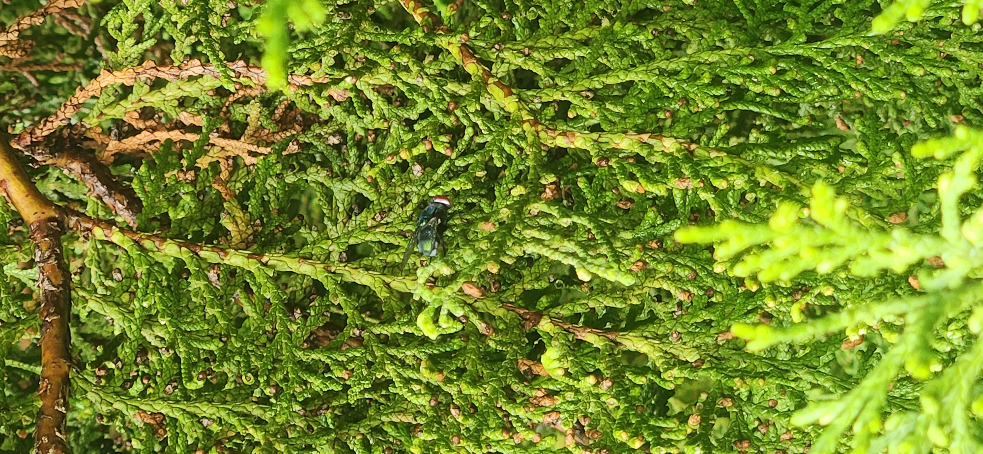 The image is a close-up, eye-level shot of a green coniferous shrub, likely a cypress or juniper, with some brown, dead foliage interspersed. The shrub's branches are densely packed with small, scale-like leaves. A single, iridescent green fly with red eyes is perched on one of the branches. The background is out of focus, showing more of the same shrubbery. There are no people or signs of human activity visible. The scene suggests a natural outdoor setting within a garden or park. Without further information, it is impossible to determine the specific location in Jos, Nigeria.