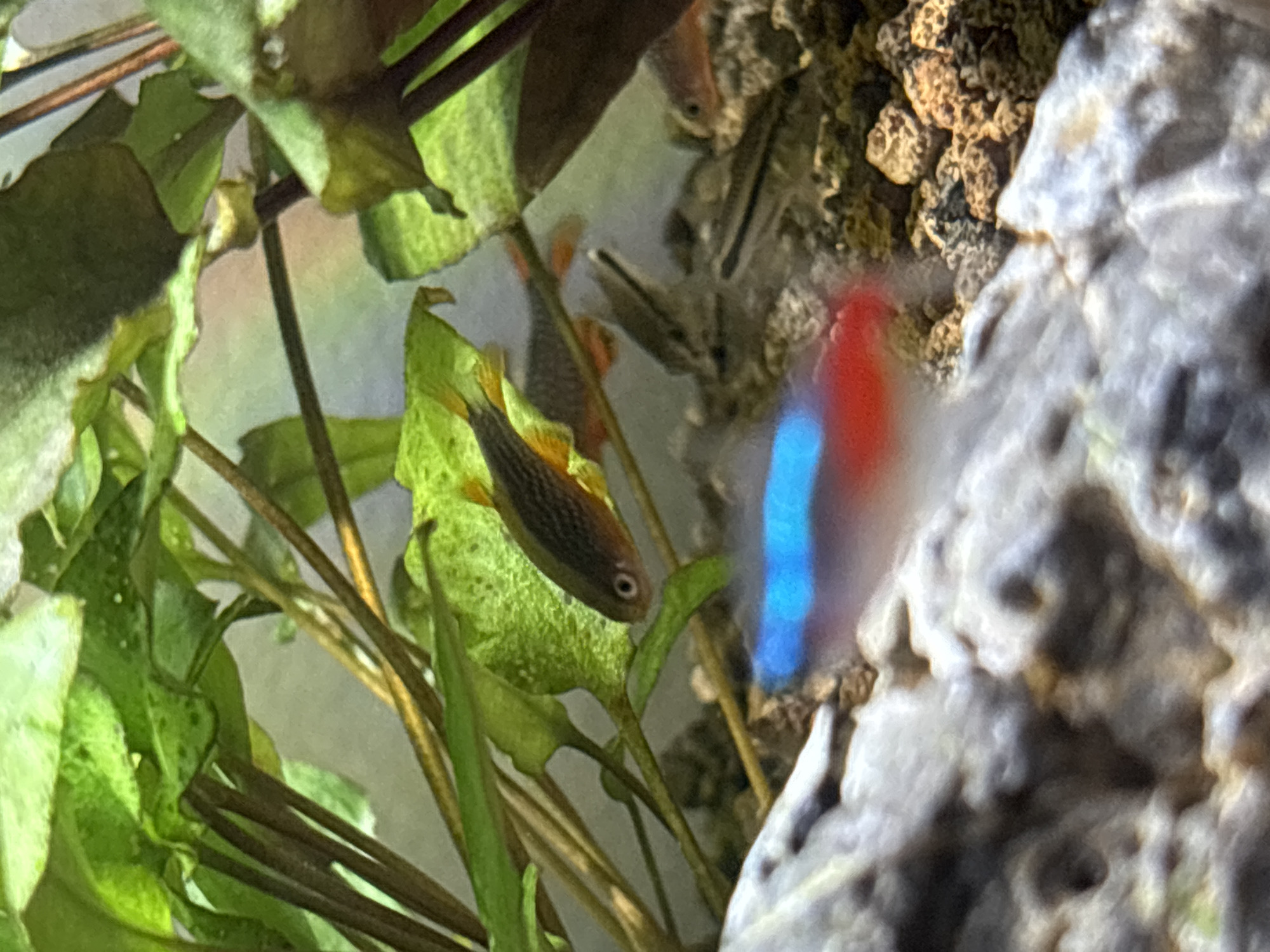 A close-up shows an indoor aquarium scene. A small fish with a dark body and yellow fins is perched on a green, textured leaf. Several other fish are visible in the background, some appearing to be slender and striped. The aquarium also contains rocks and aquatic plants. In the background a red and blue blurred object, possible an ornament of the tank. Location and address information are unknown.