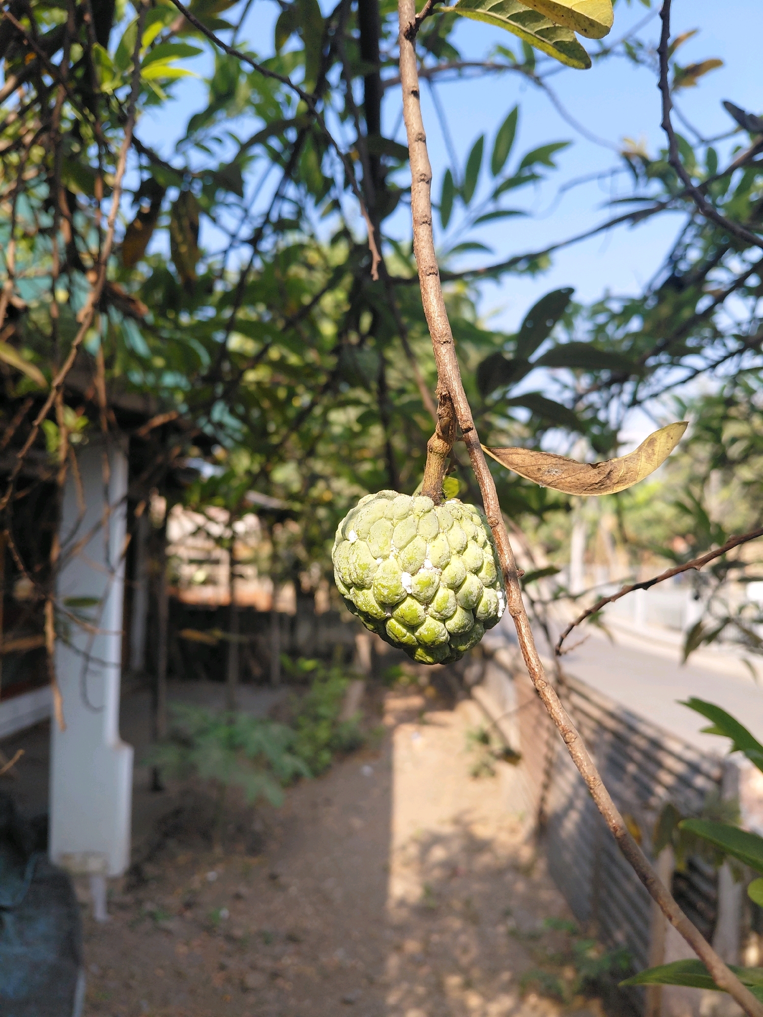 A single, unripe custard apple hangs from a thin branch of a tree. The fruit is light green and has a bumpy, segmented surface. A dried, brown leaf is also attached to the branch, positioned above and slightly to the right of the fruit. The background is blurred, but suggests an outdoor environment with trees, foliage, a white structure on the left, and a dirt path with scattered debris. A fence and a road are visible in the further background, under a bright blue sky. This scene is located in Alas Tengah, Indonesia.